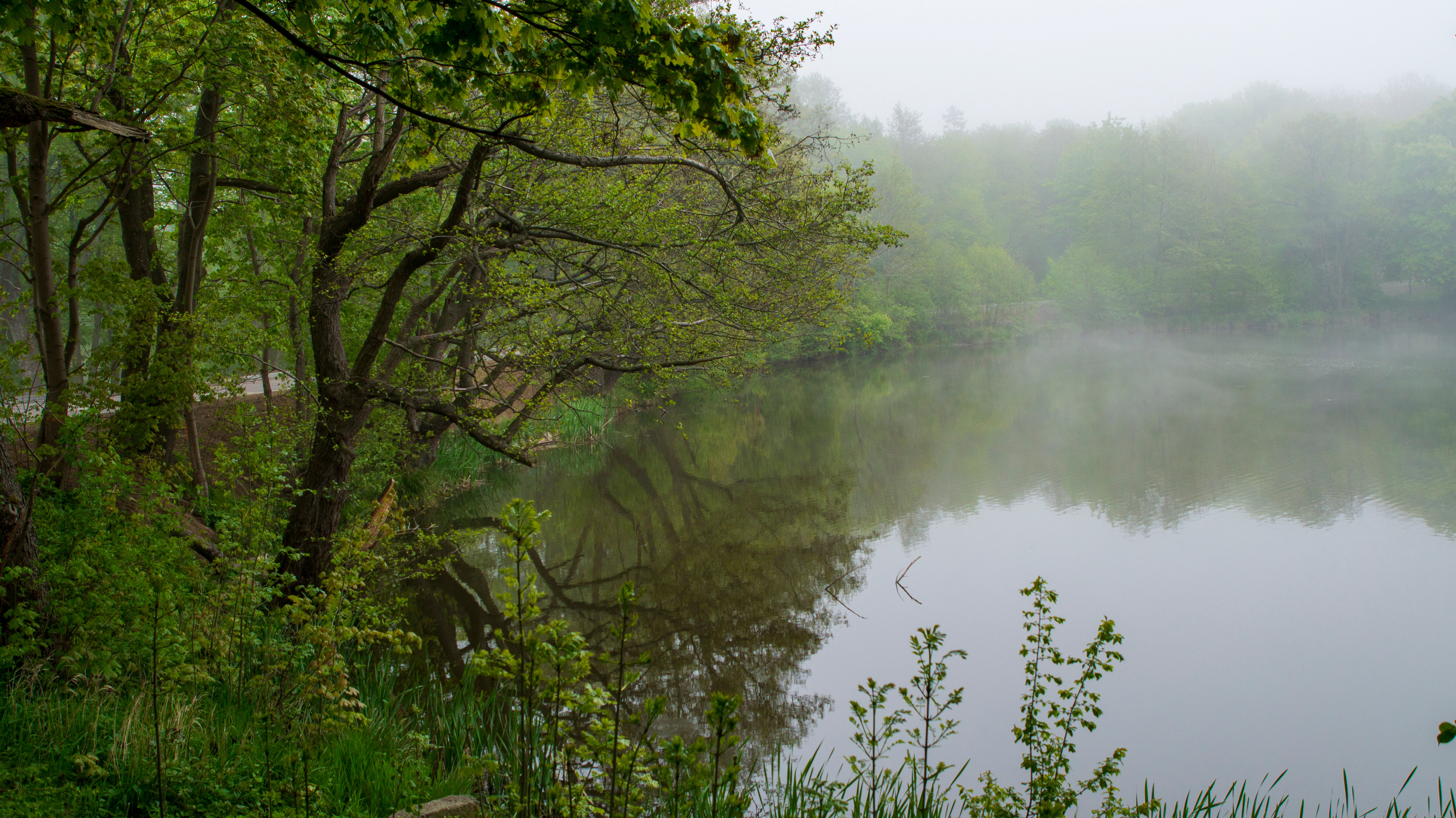 Фото Белый филин