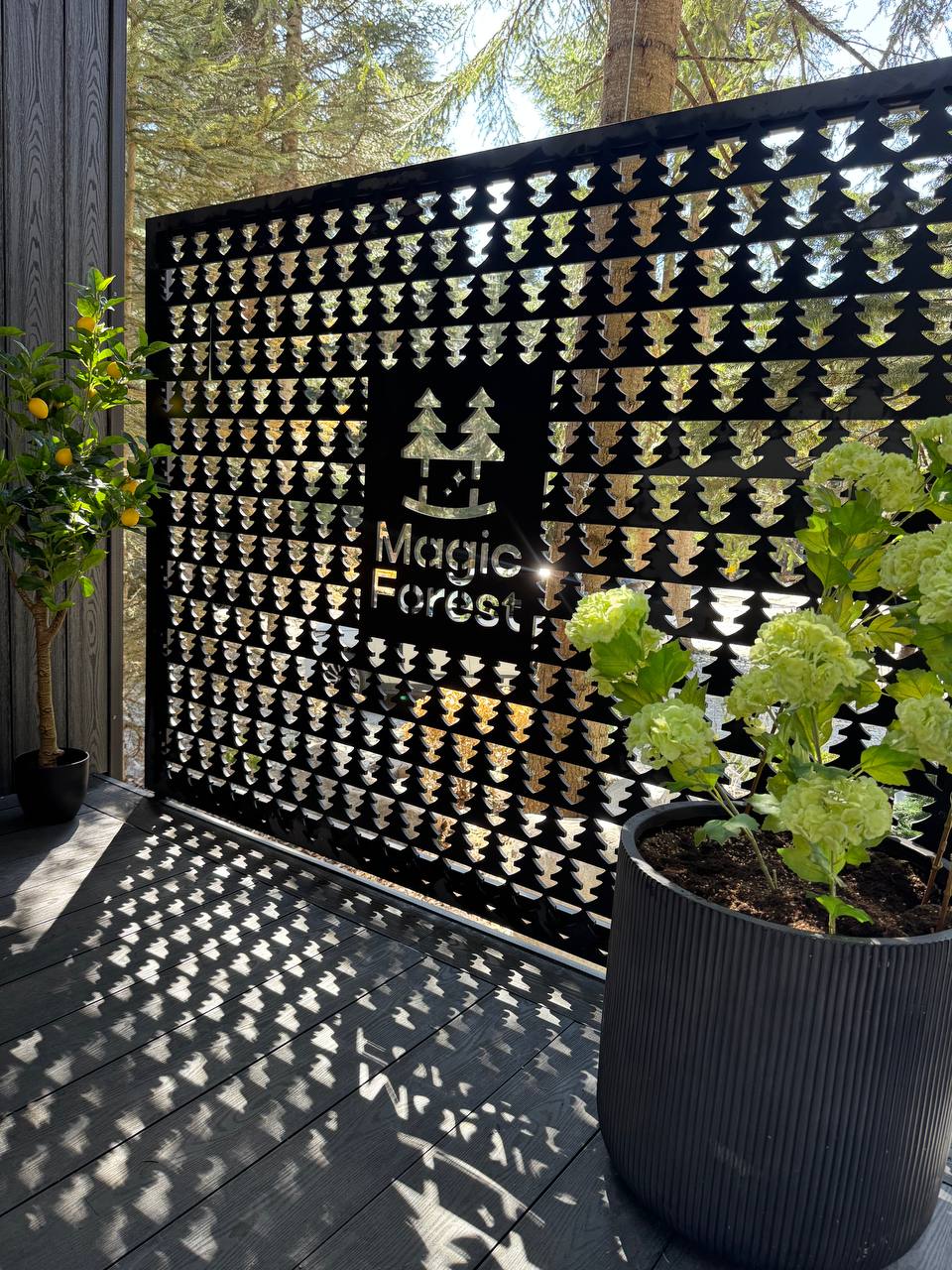 Фото Magic Forest