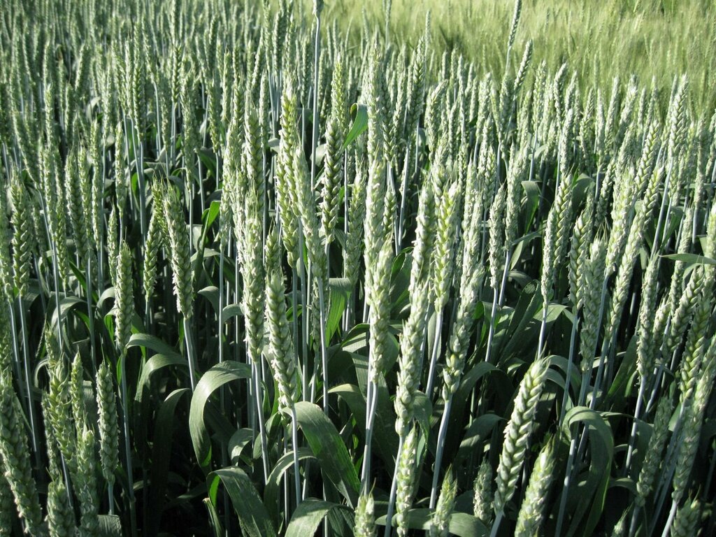 Fodder and feed additives Basak Seed Production, Yerkoy, photo