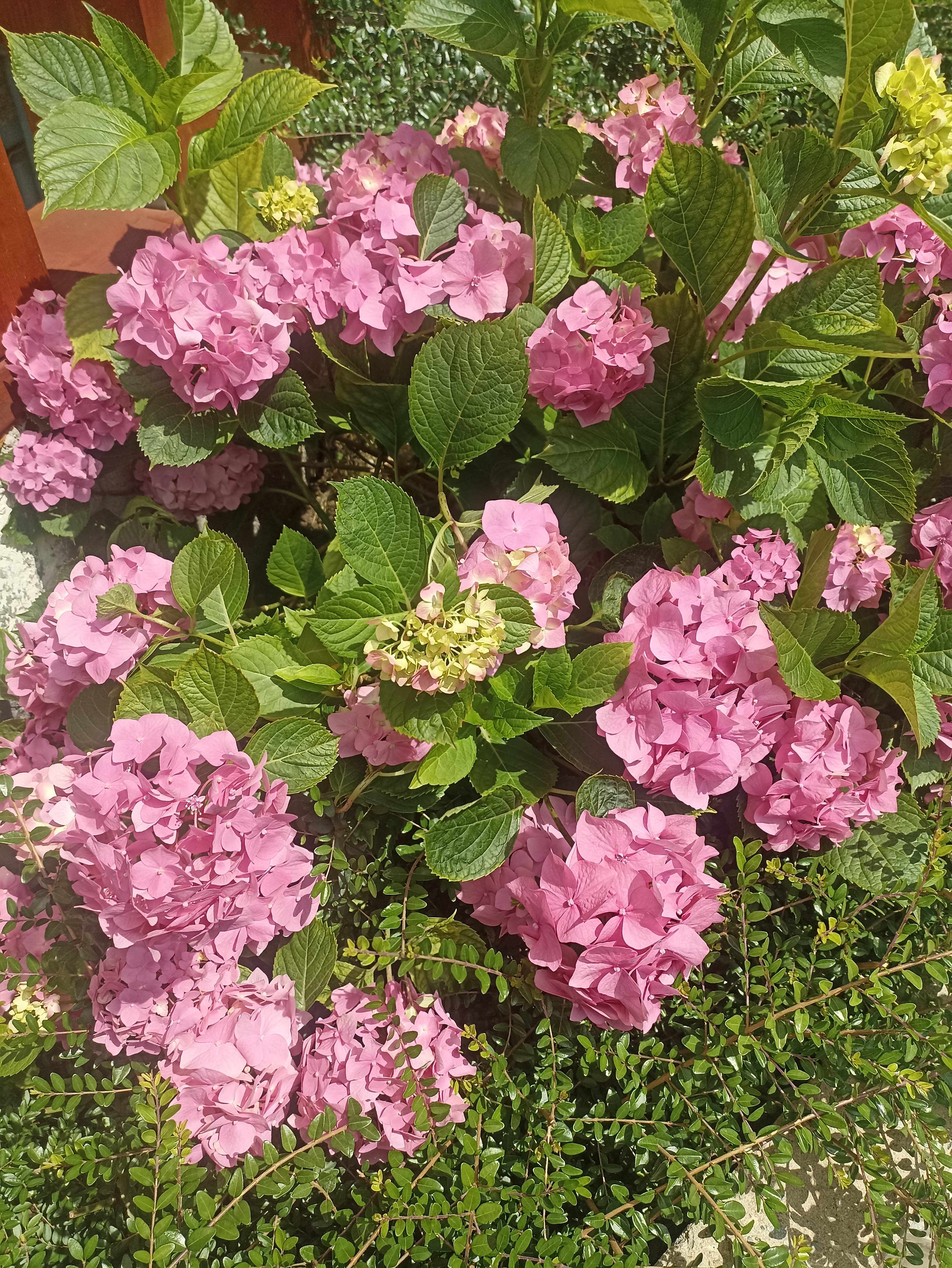 Фото Видисвет