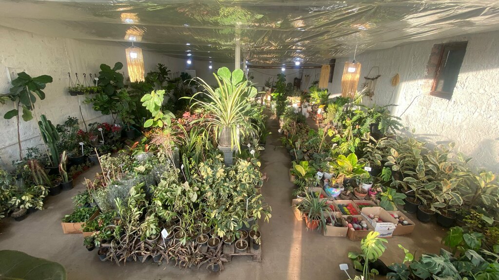 Plant nursery Ariel, Ararat, photo