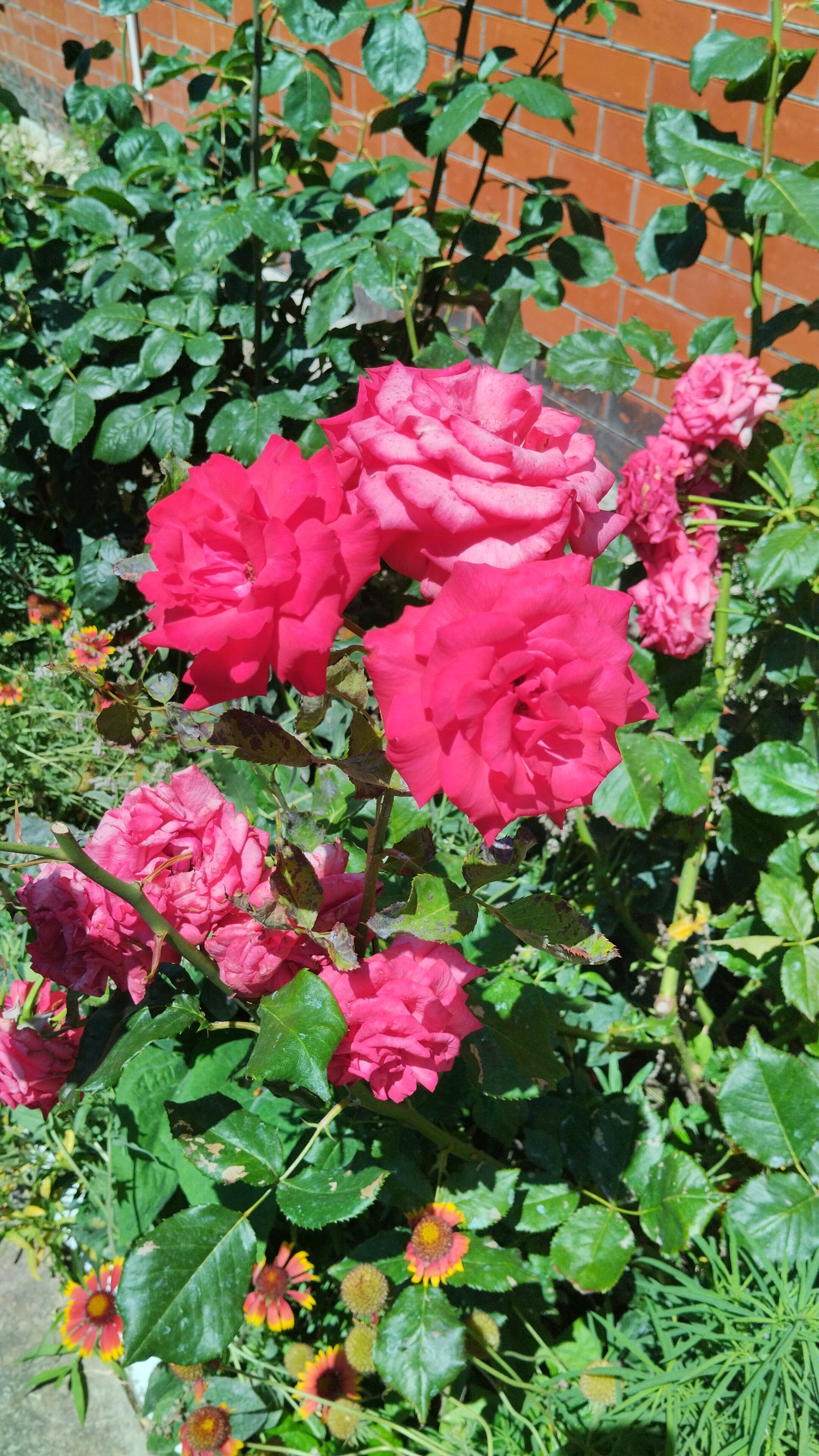 Фото Астери