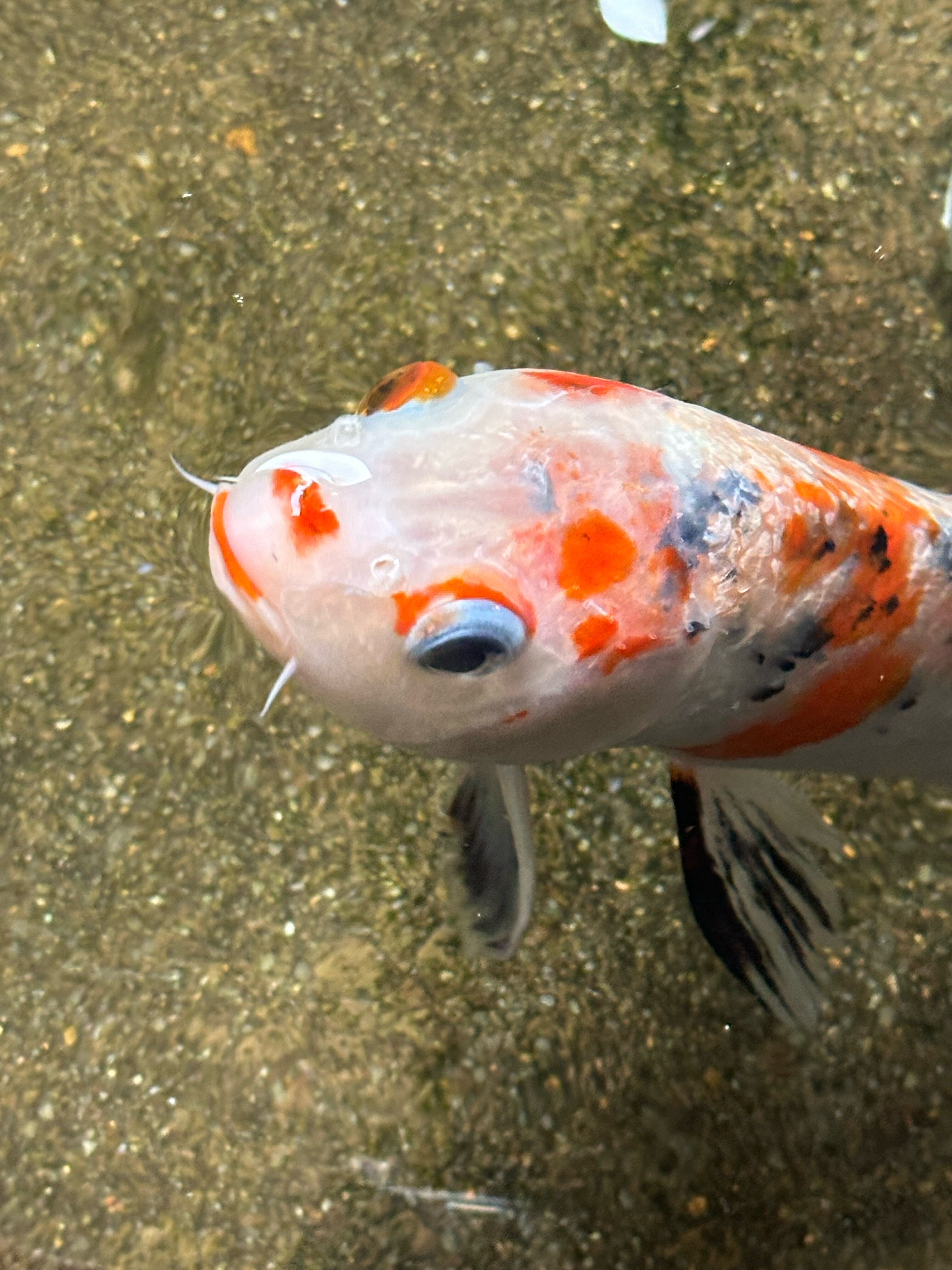 Фото Amiana Resort Nha Trang