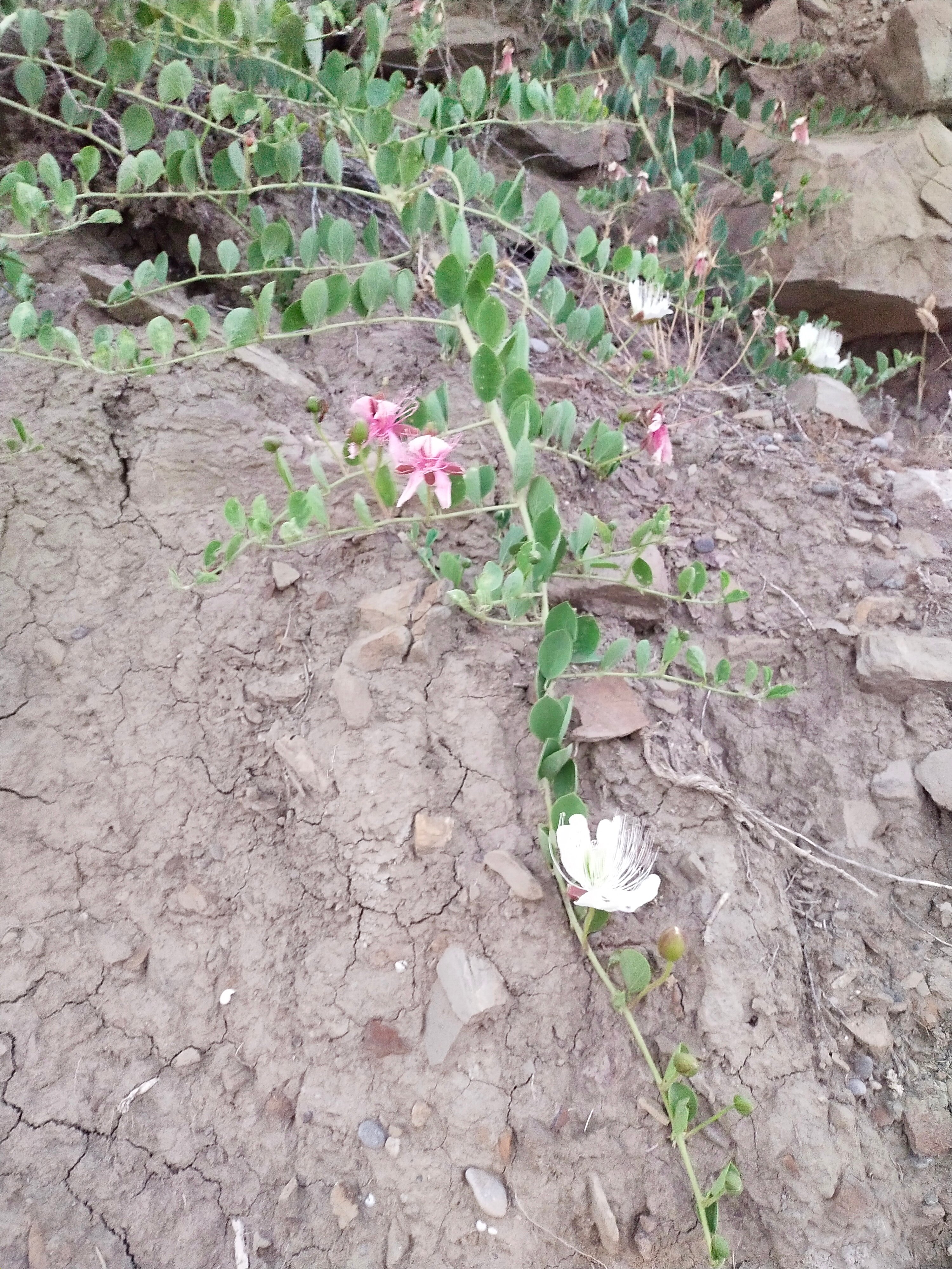 Фото Юккатан