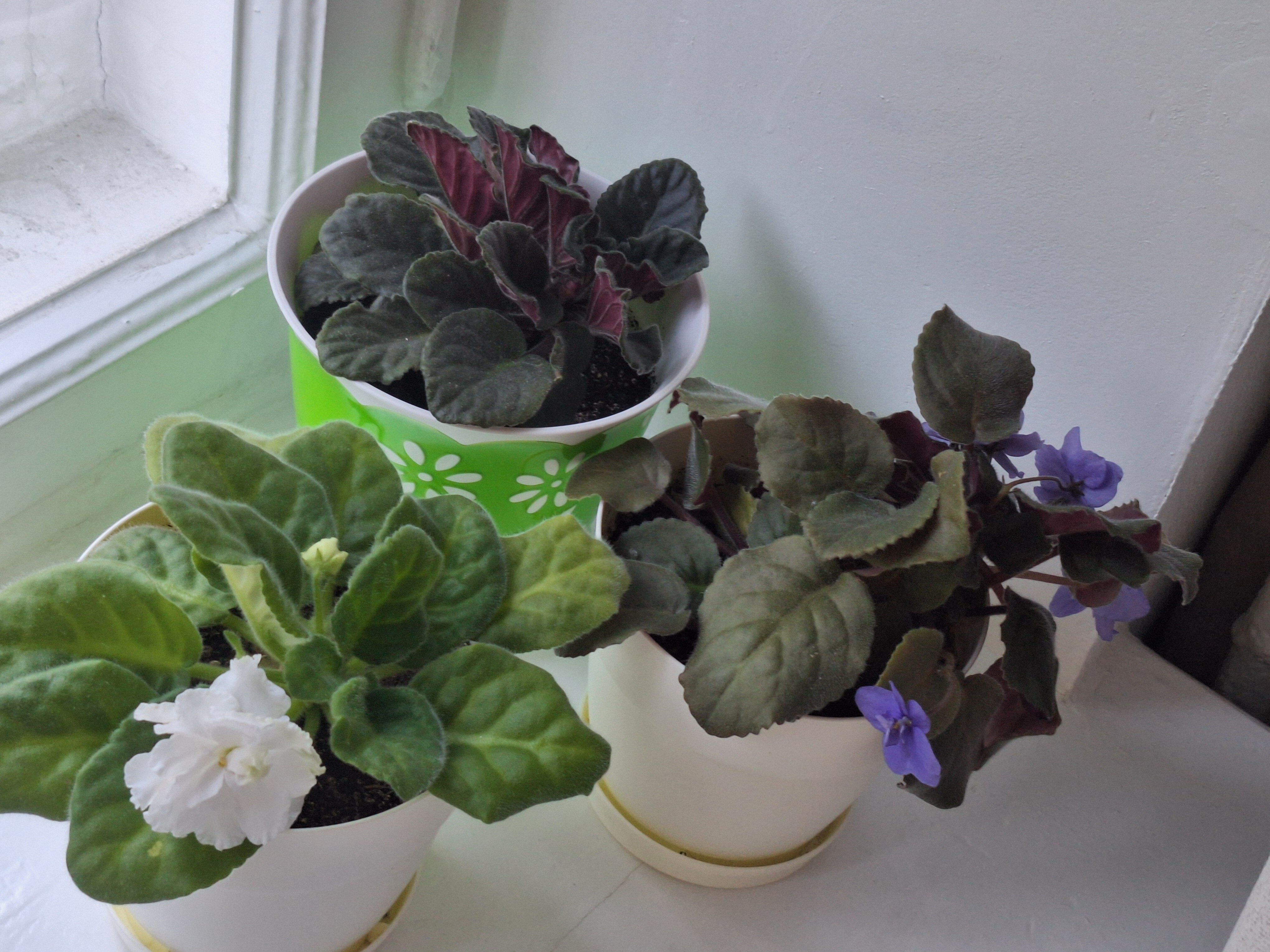 Фото Лопарочка