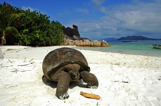 Фото Royale Suites by Arc Royale Luxury Apartments