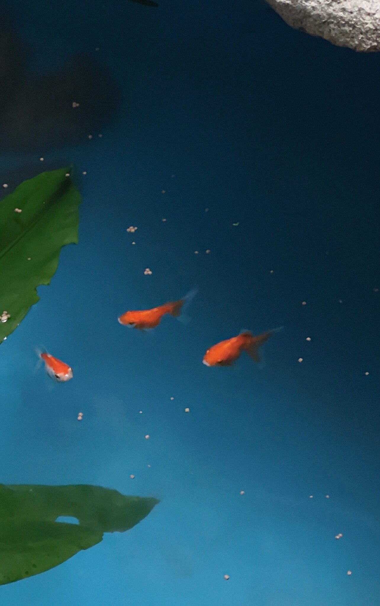 Фото Sunsara вилла – Семейный резорт