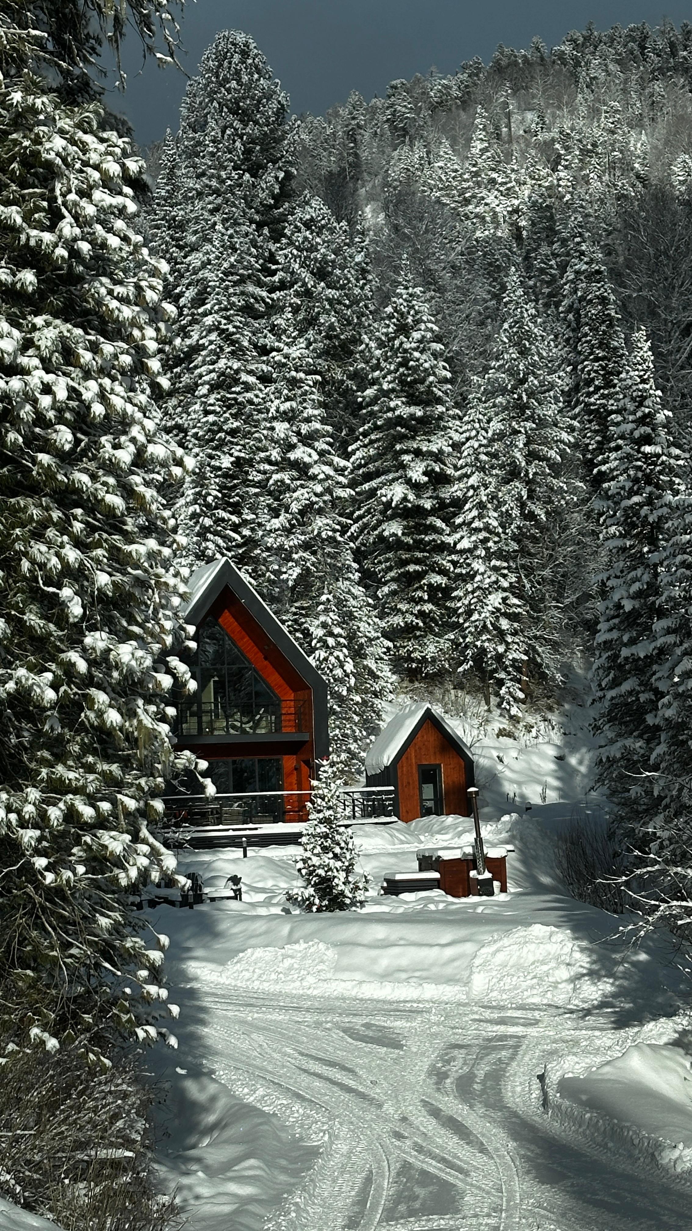 Фото Forest Glamp