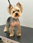 LikeGroom (2nd Krasnodarskaya Street, 147/3), salón de mascota, peluquería de animales