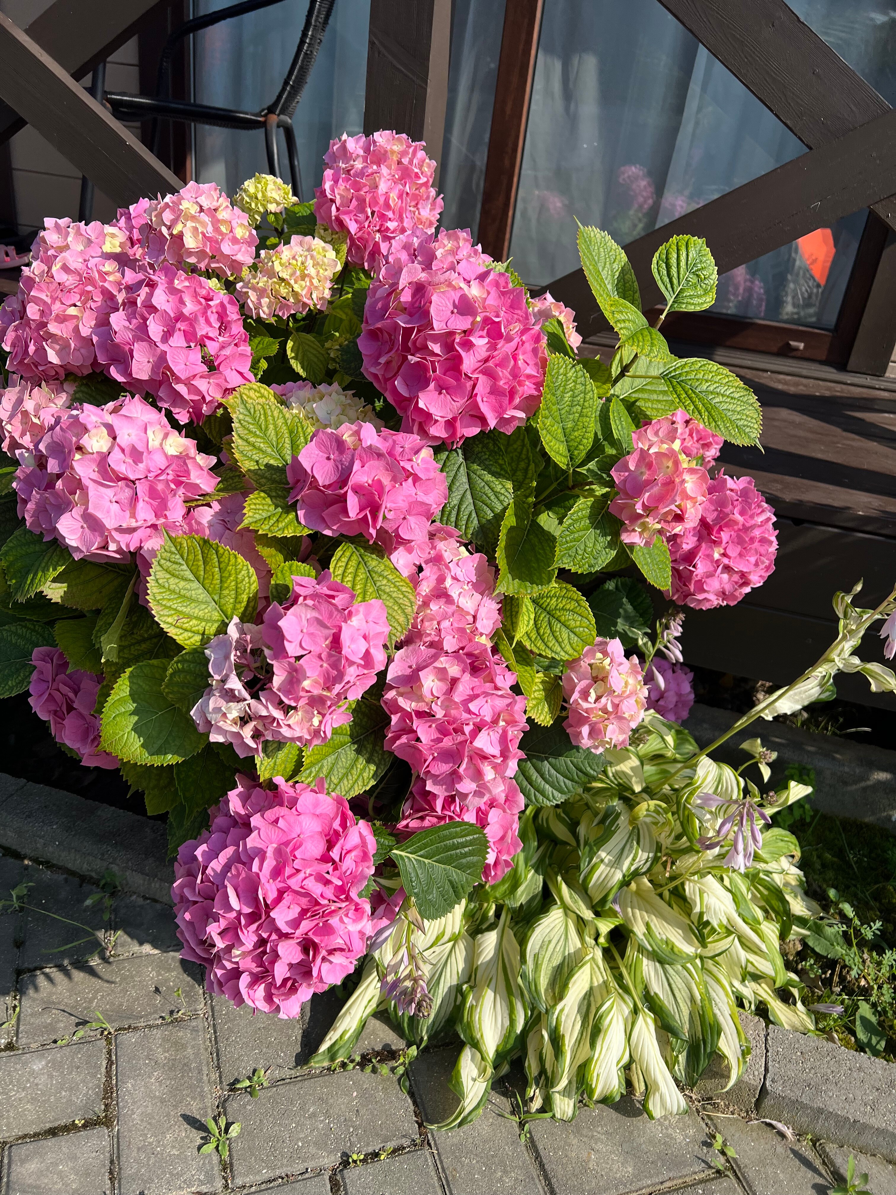 Фото Шезлонг