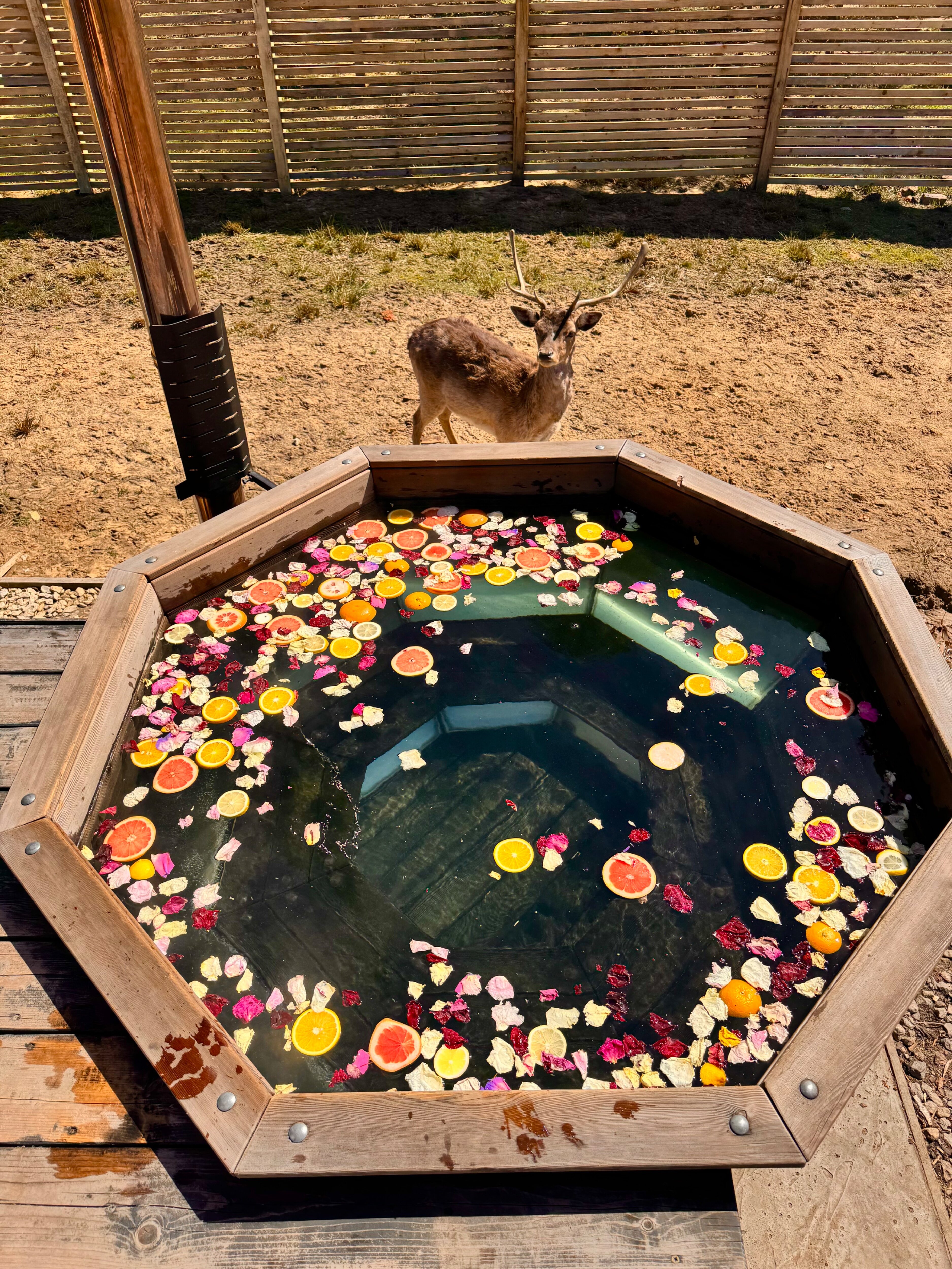 Фото Дом Лани