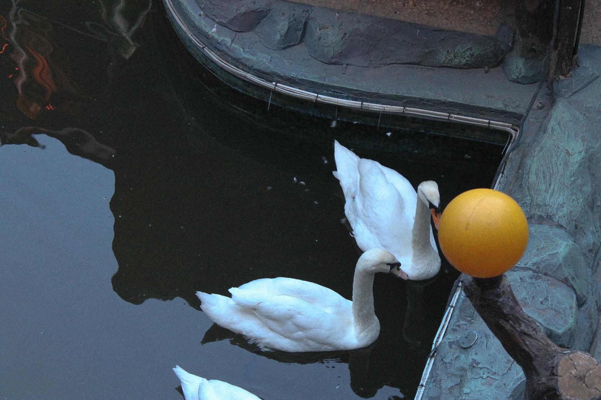 Фото Царский двор