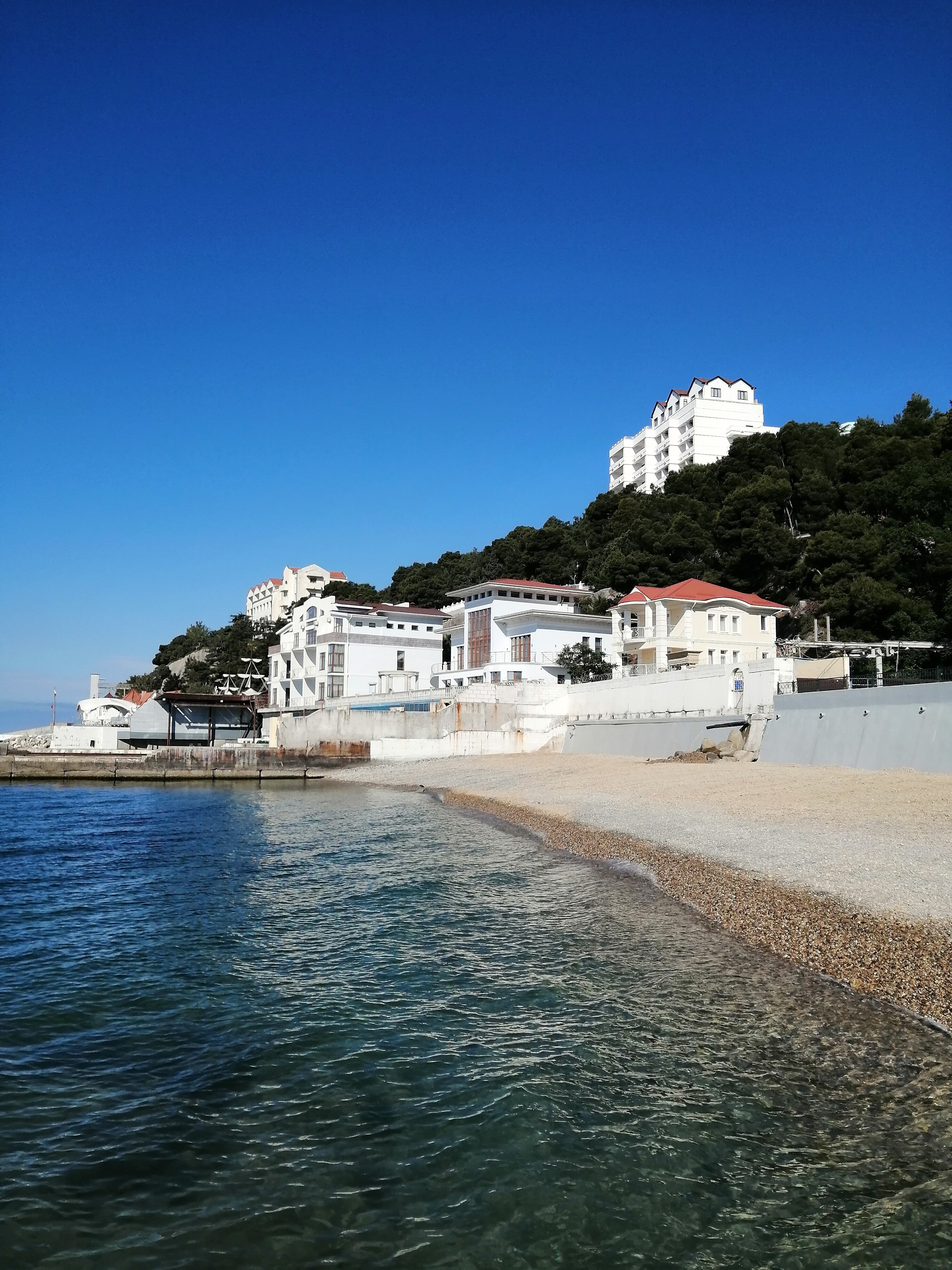 Фото Пальма