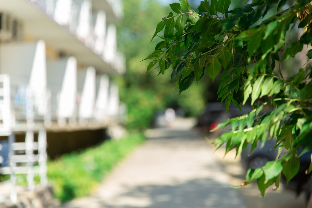 Фото Камелия-Кафа