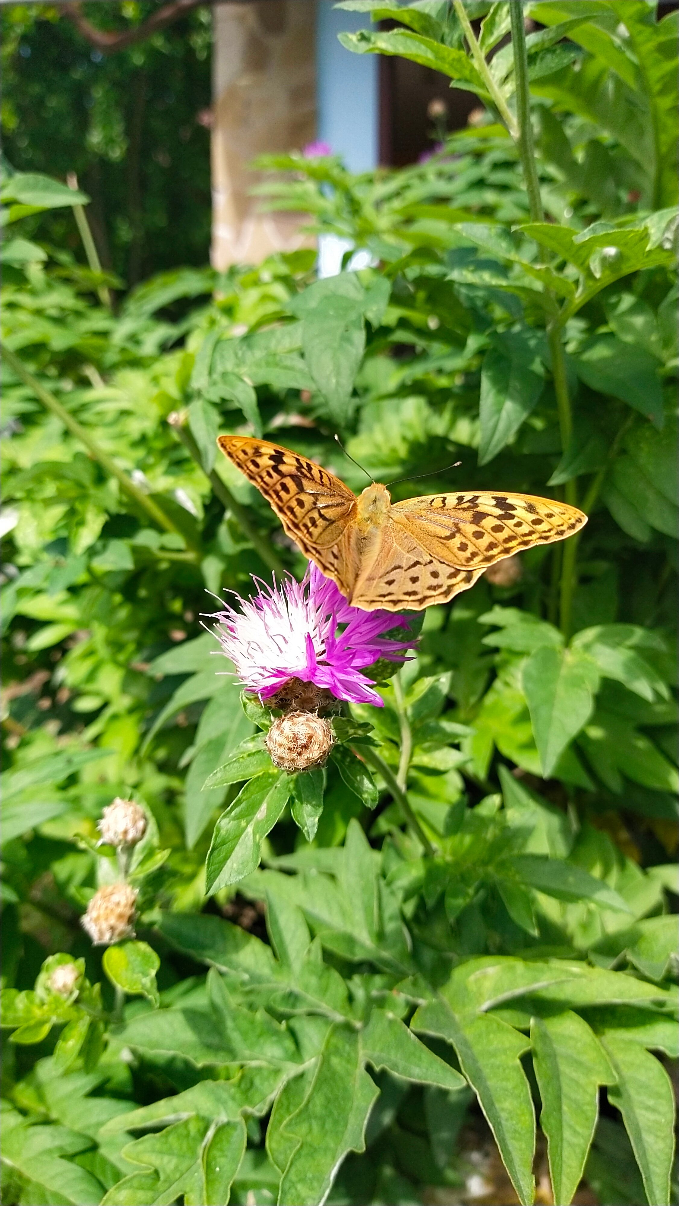 Фото Меотида