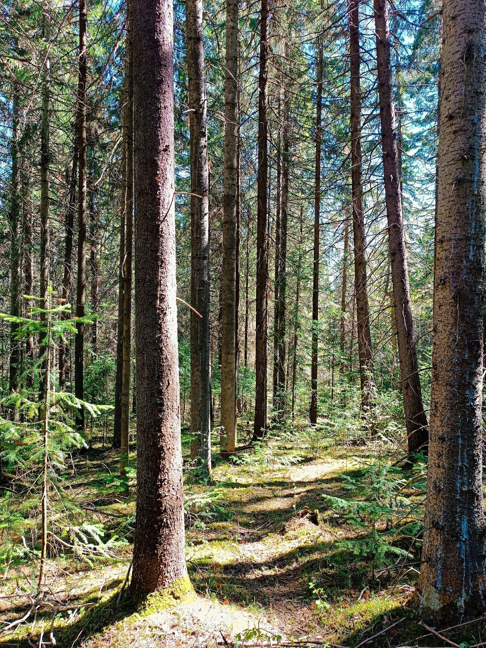 Фото СчастьеЛюбитТишину