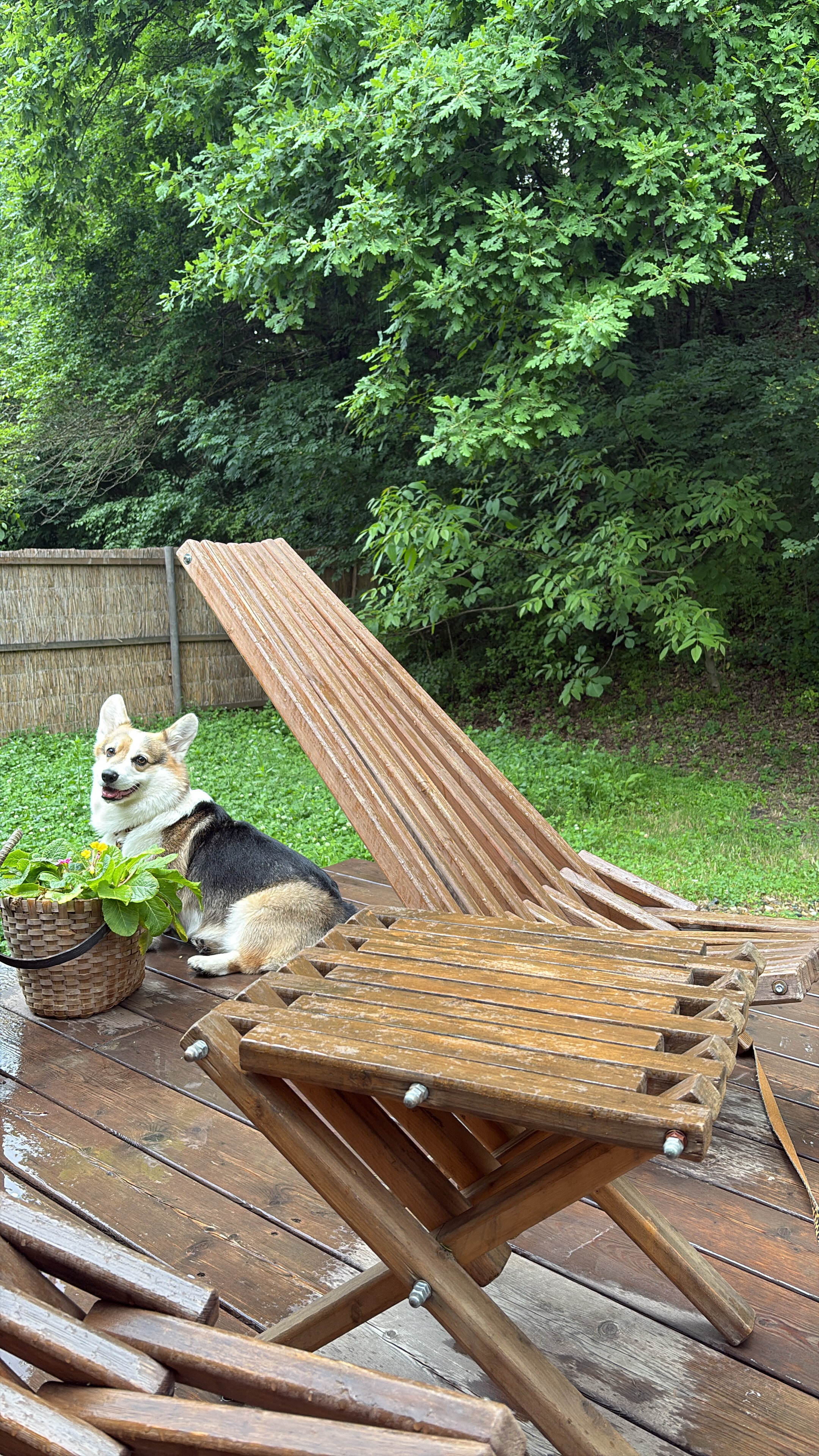 Фото Собер Глэмп