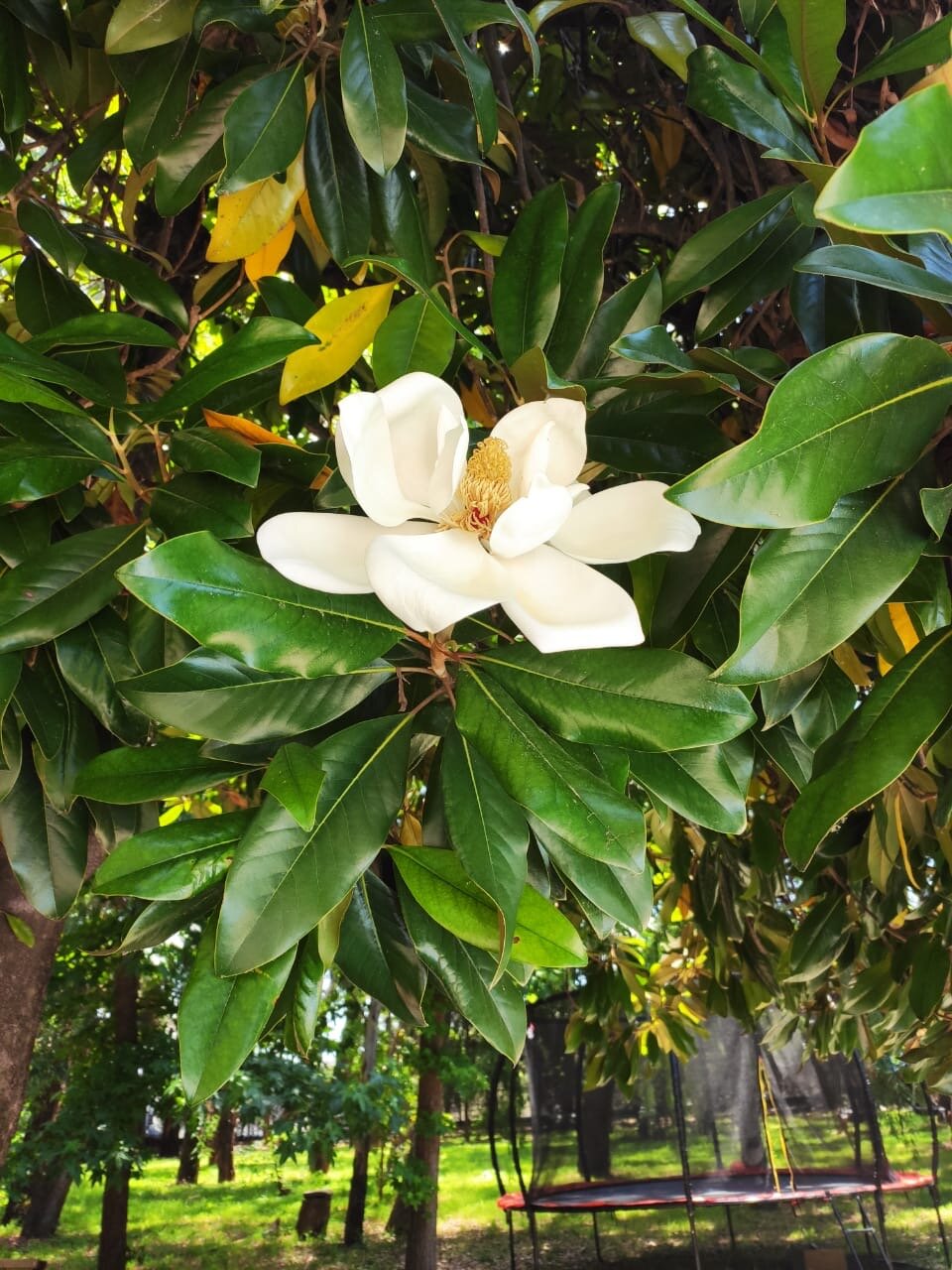 Фото WellNess Park Hotel Gagra