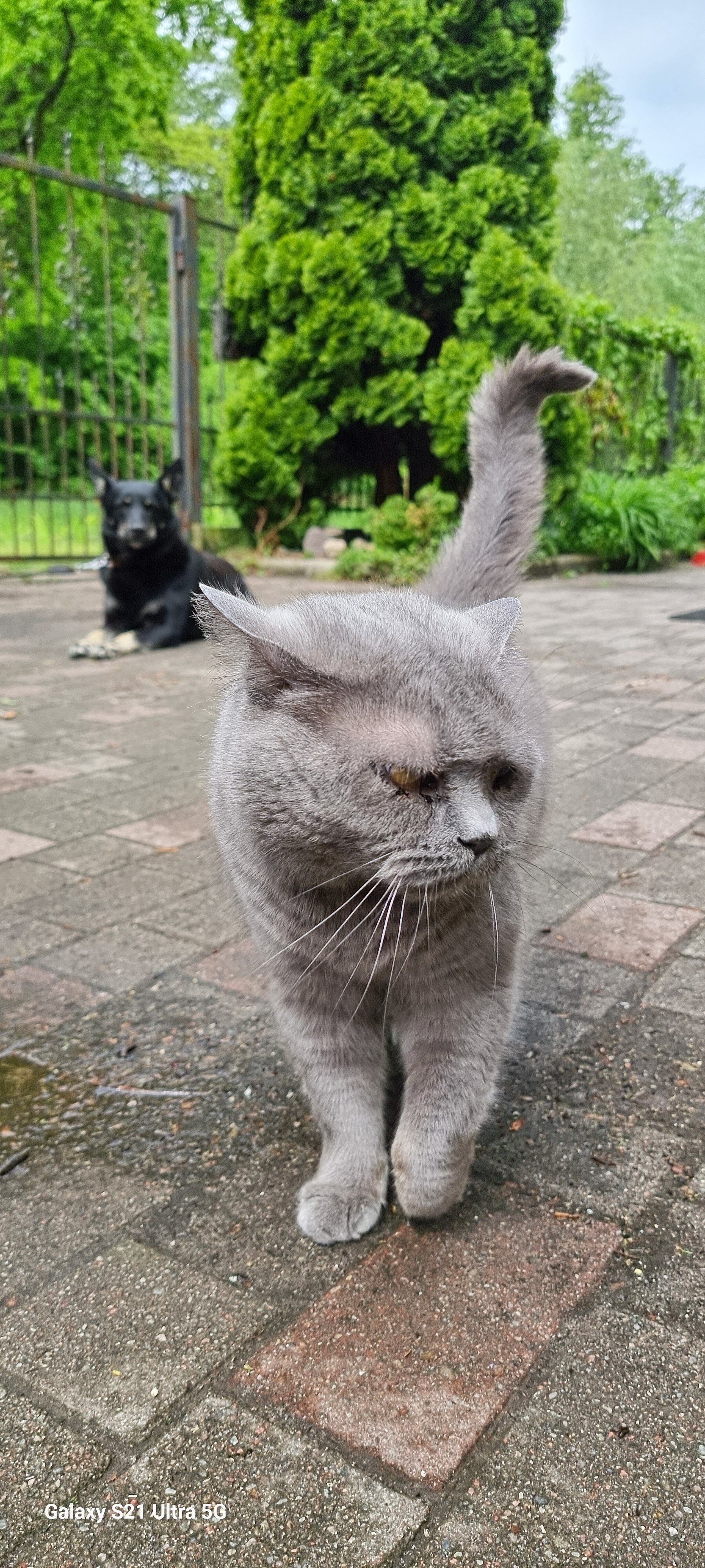 Фото Золотая Орхидея