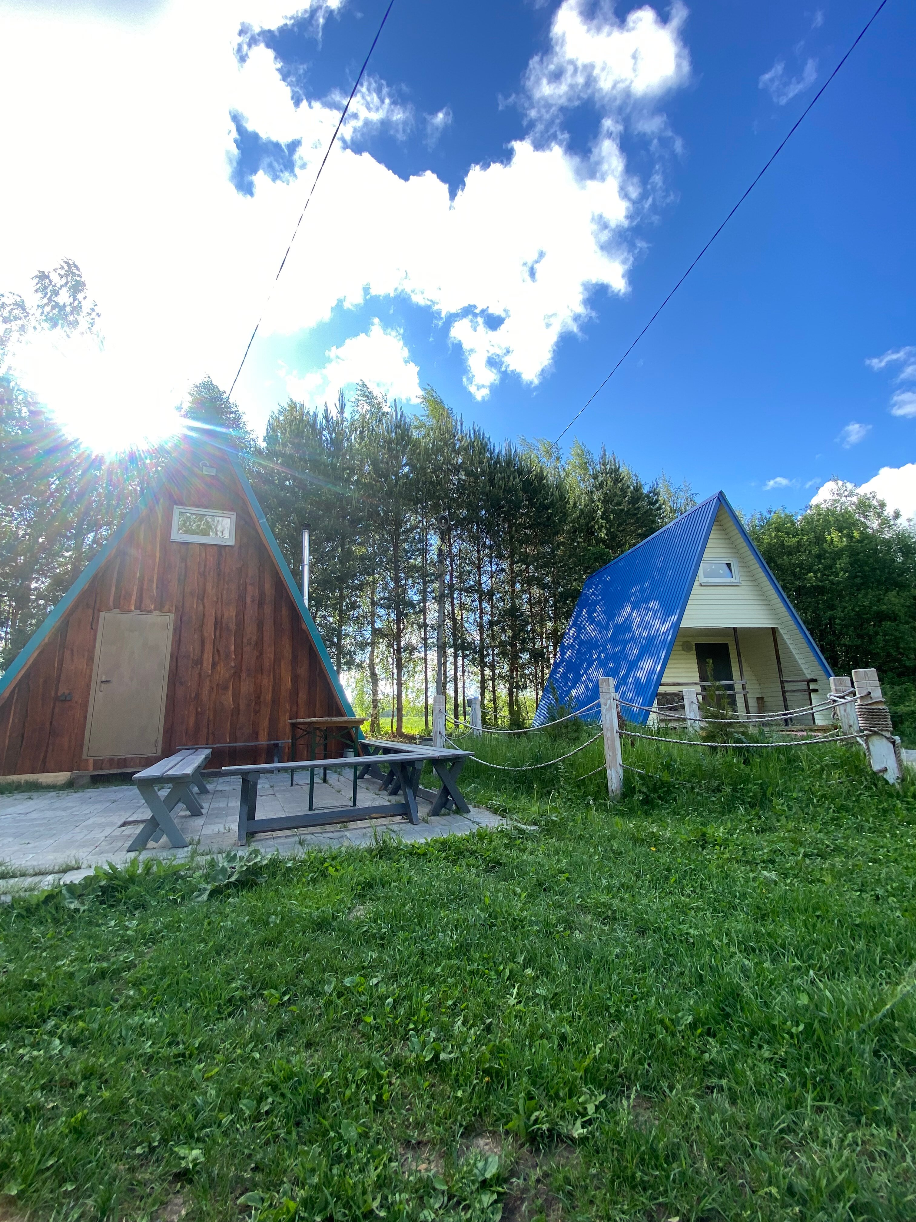 Фото Золотой фазан