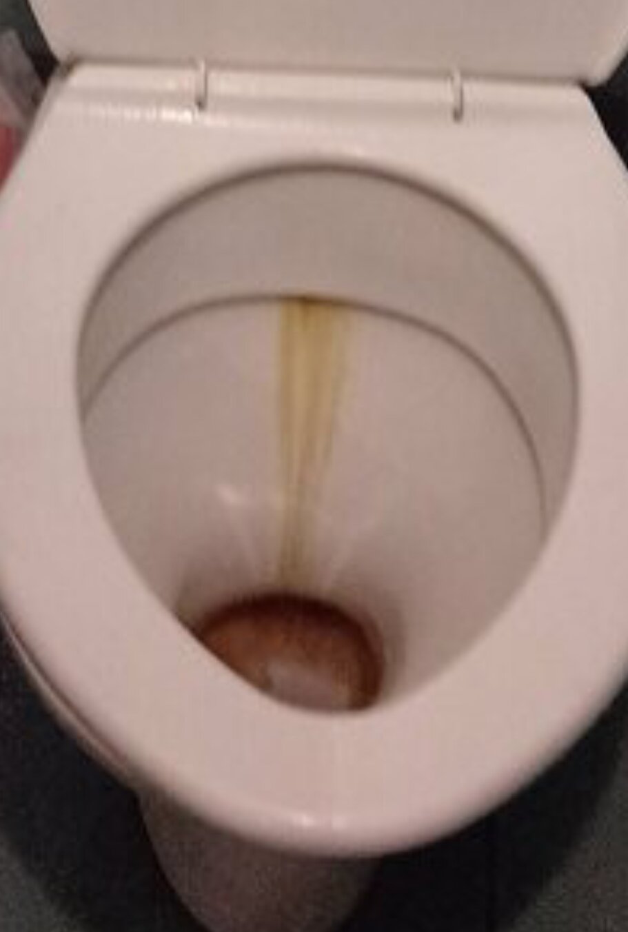 Фото Камелия