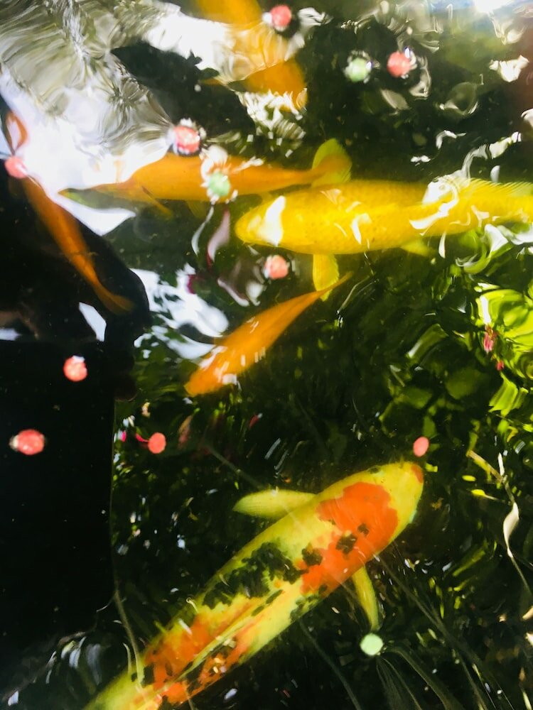 Фото Gordons Guesthouse