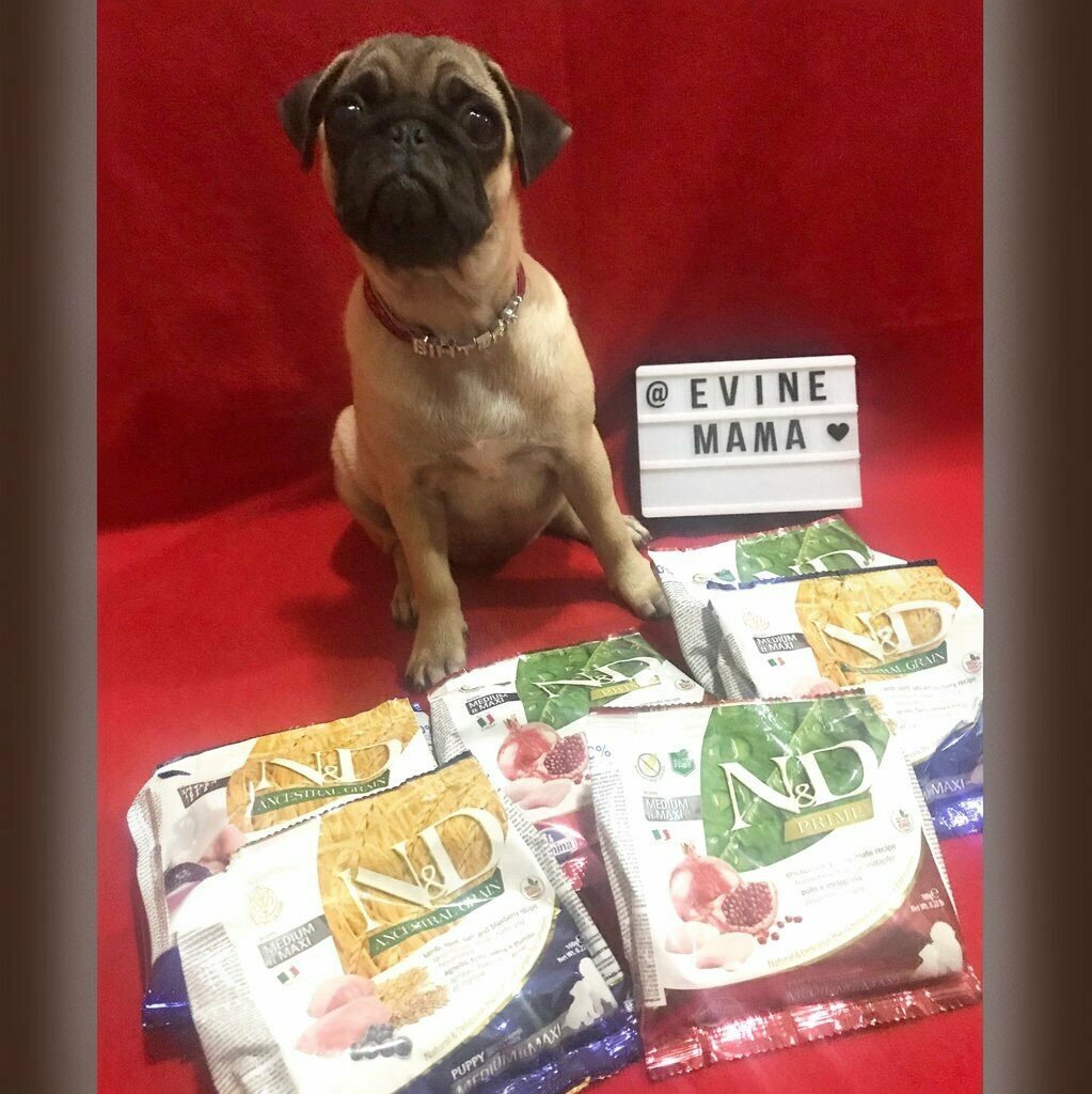 Pet shop Evinemama, Izmir, photo