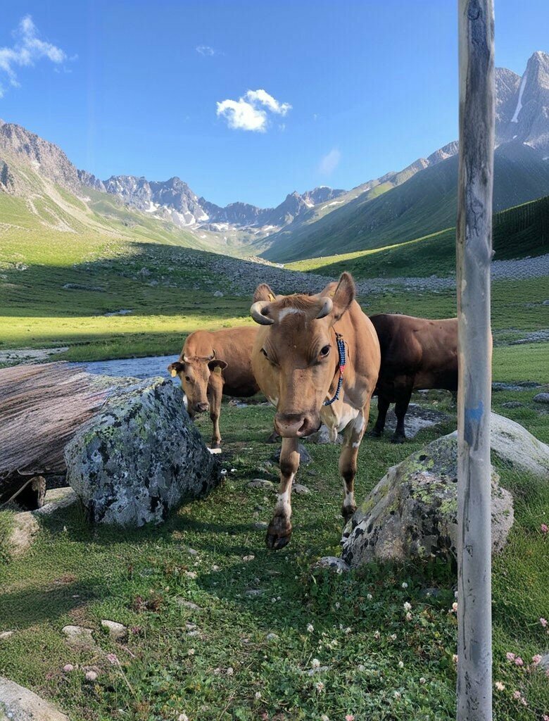 Nature Ayder, Camlihemsin, photo