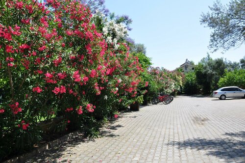 Внешний вид отеля Mr Dim Exclusive Apart Hotel в Фетхии, фото 5