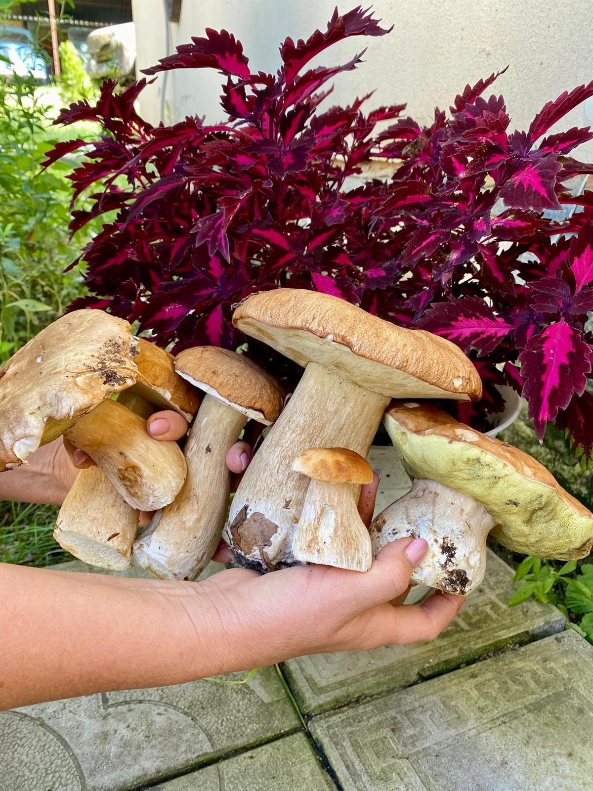 Фото Залесье