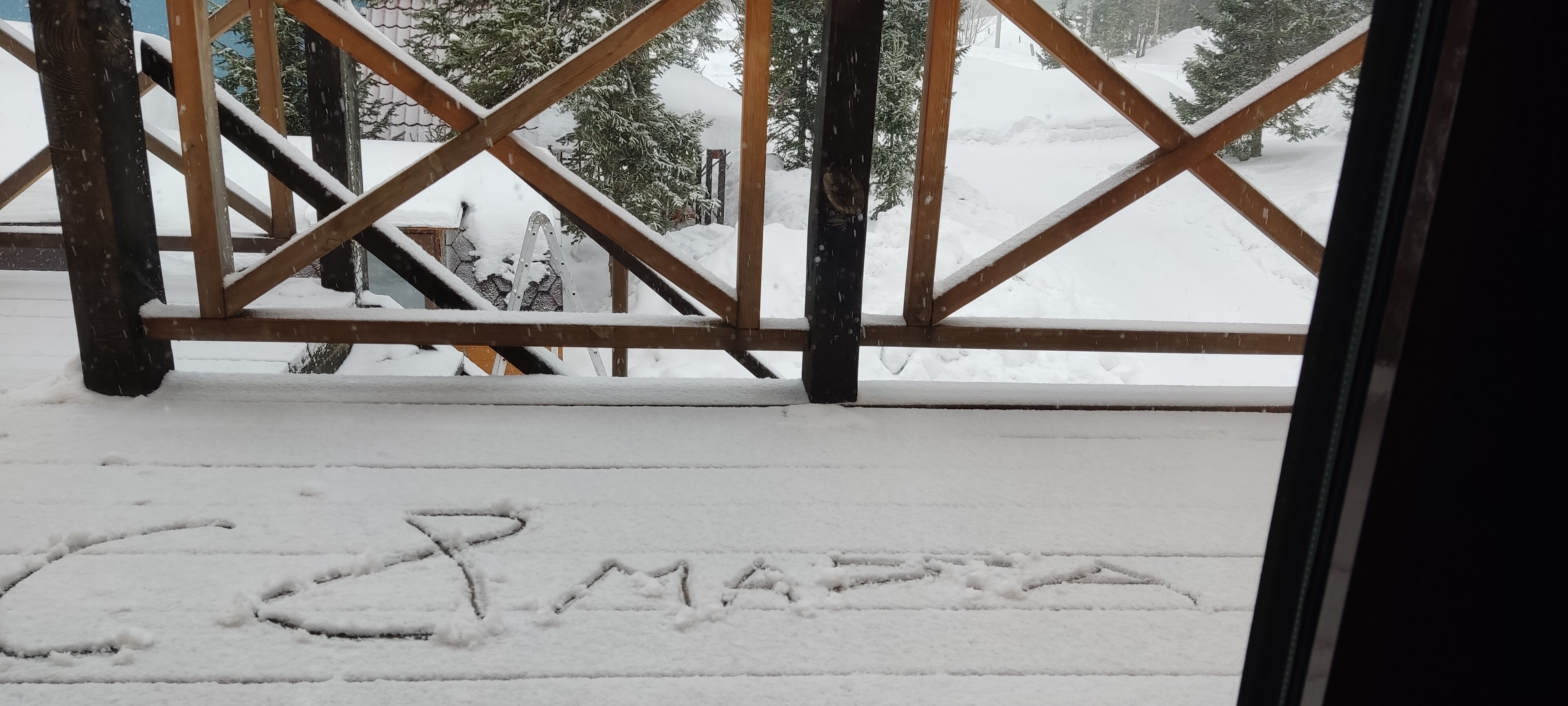 Фото Заповедный лес