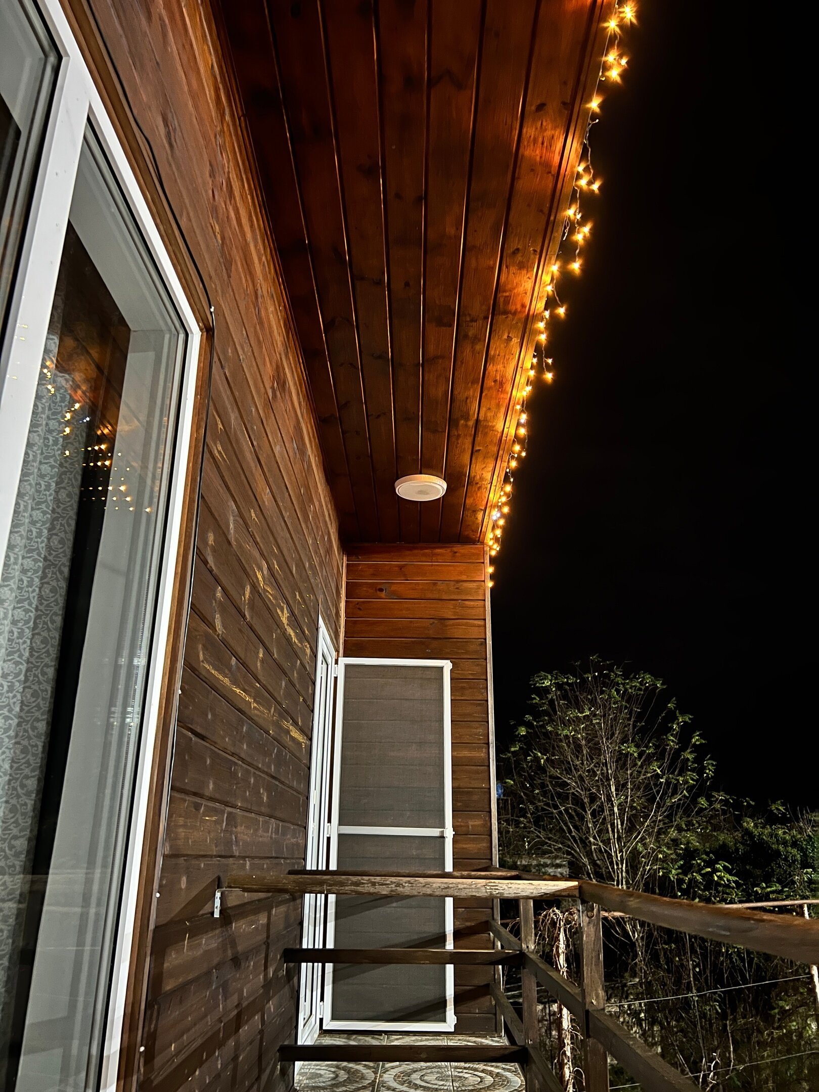 Фото Эвкалипт