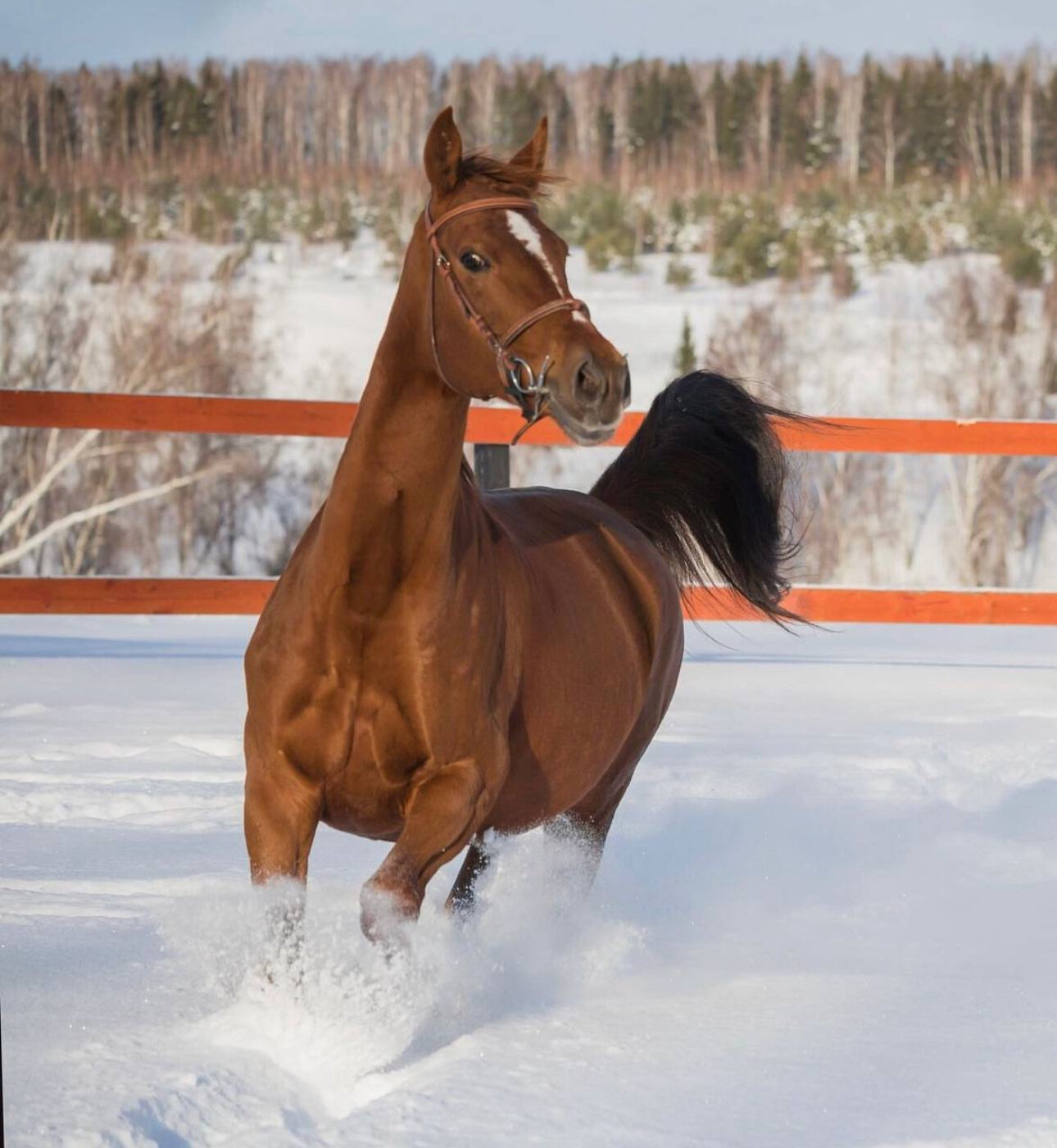 Фото Дубль Дачи Капитан