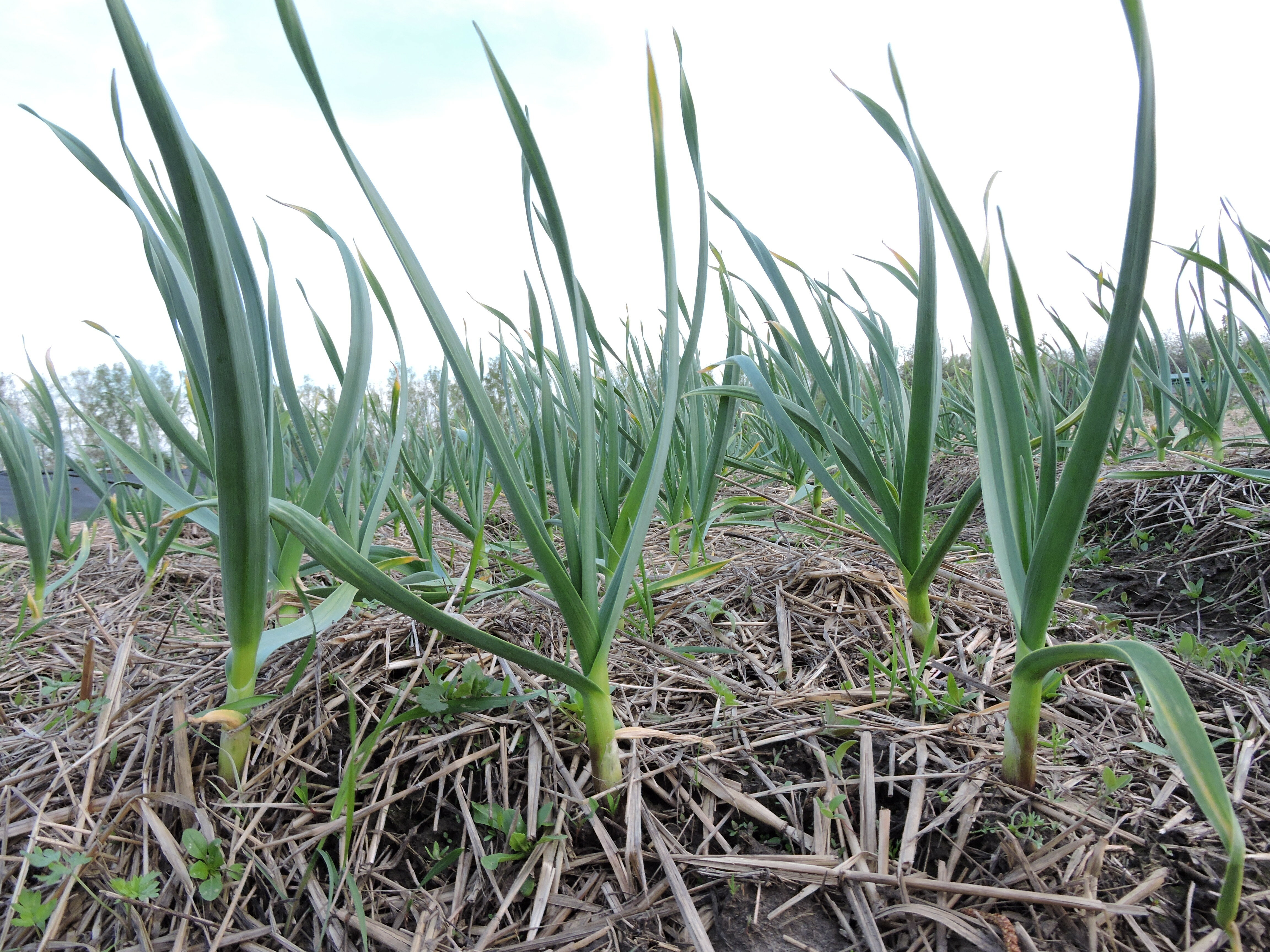 Фото Усадьба Косолапово