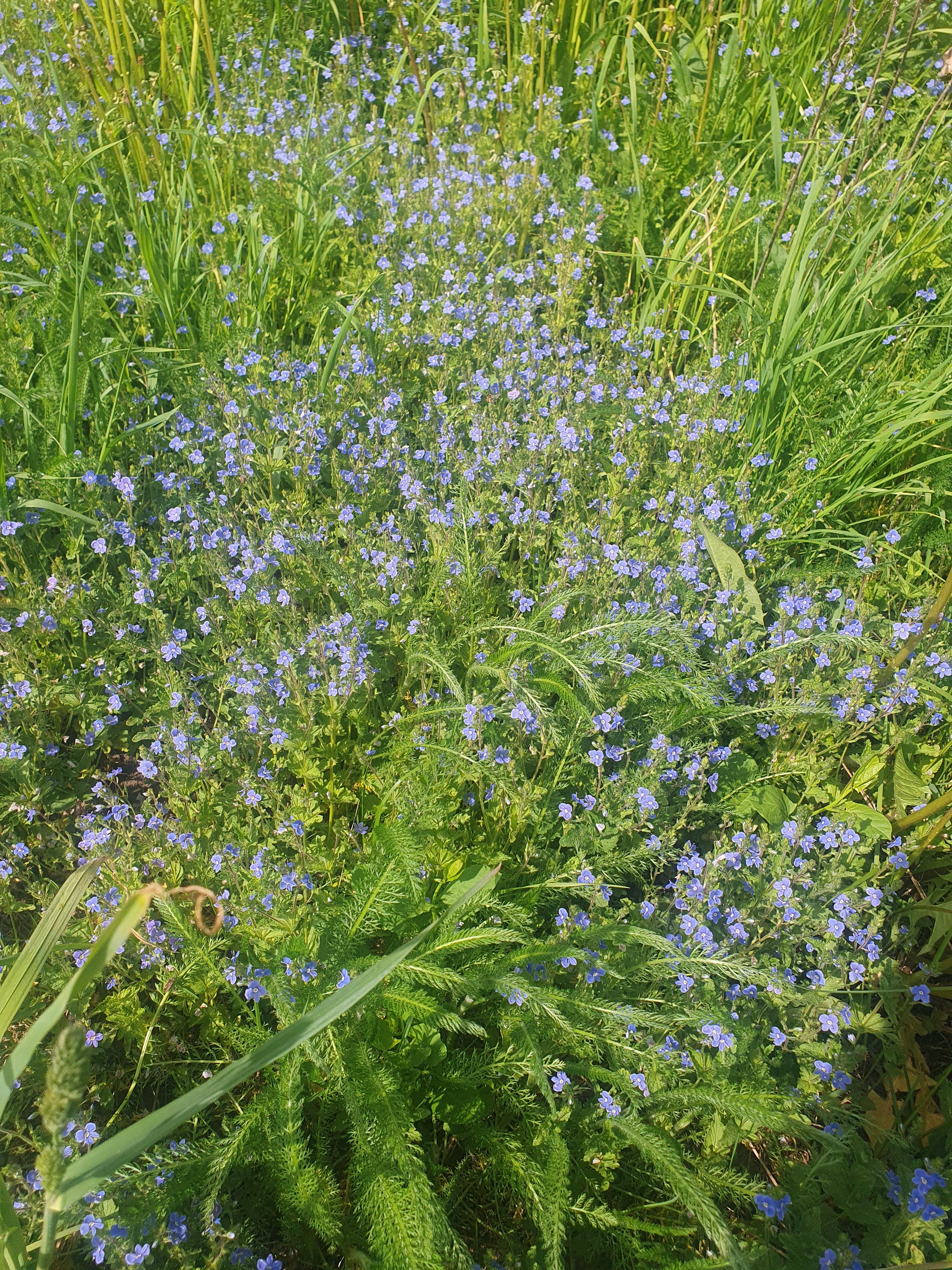 Фото Звени Река