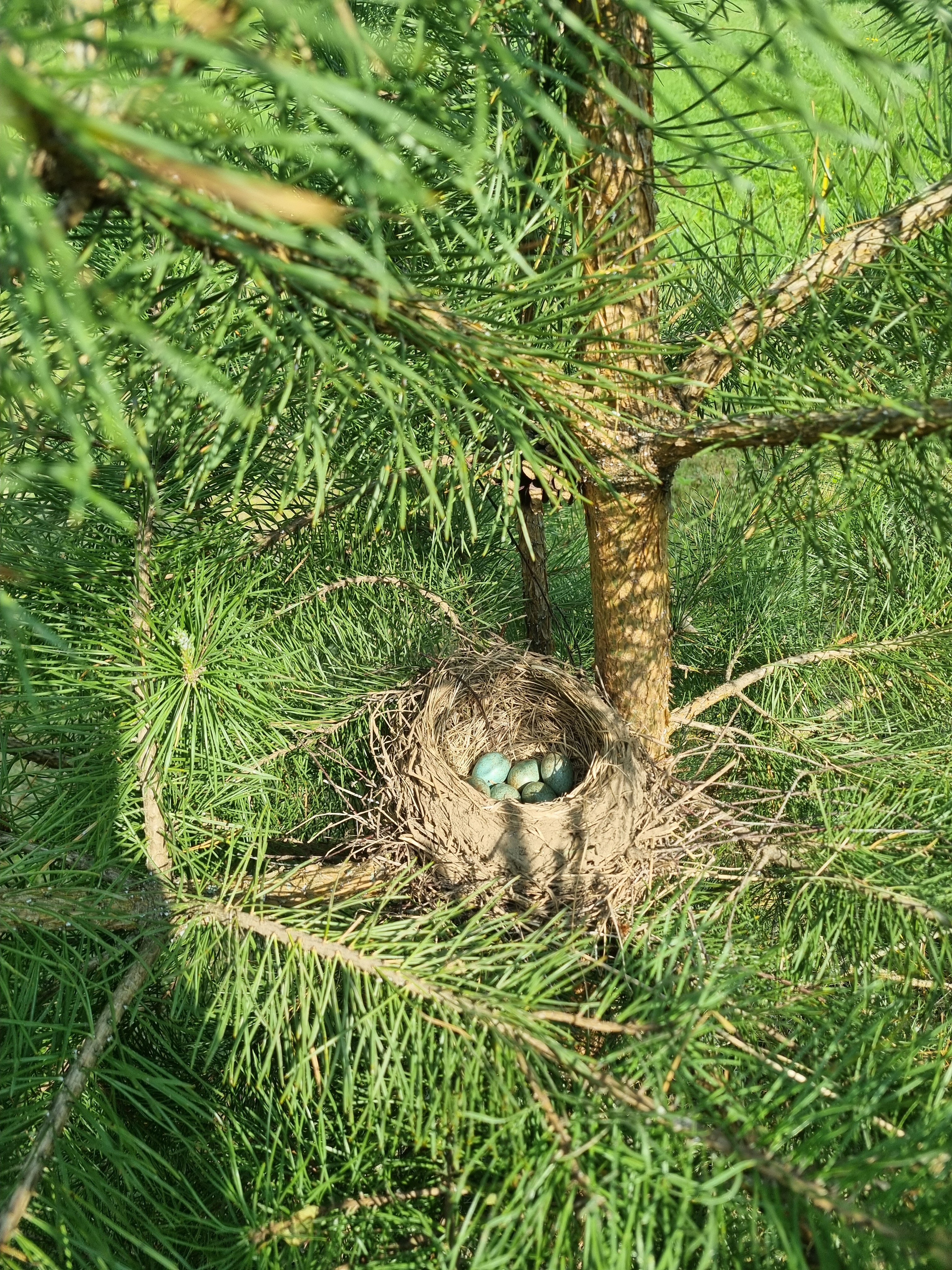 Фото Верхнее Никольское