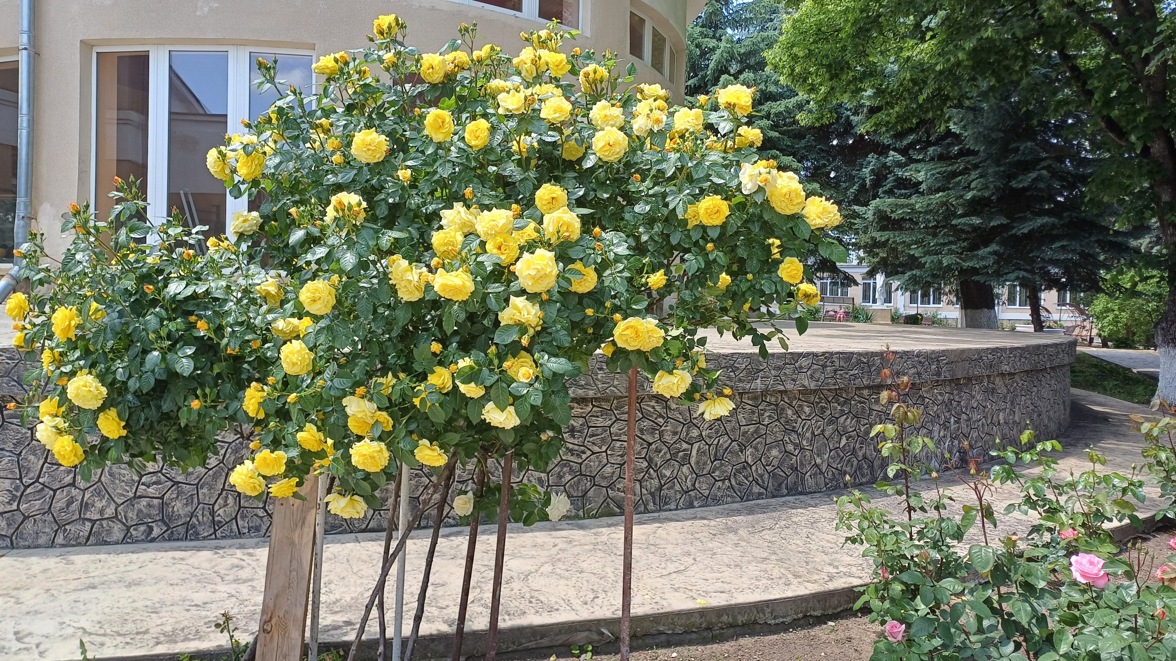 Фото Санаторий им. А. М. Горького