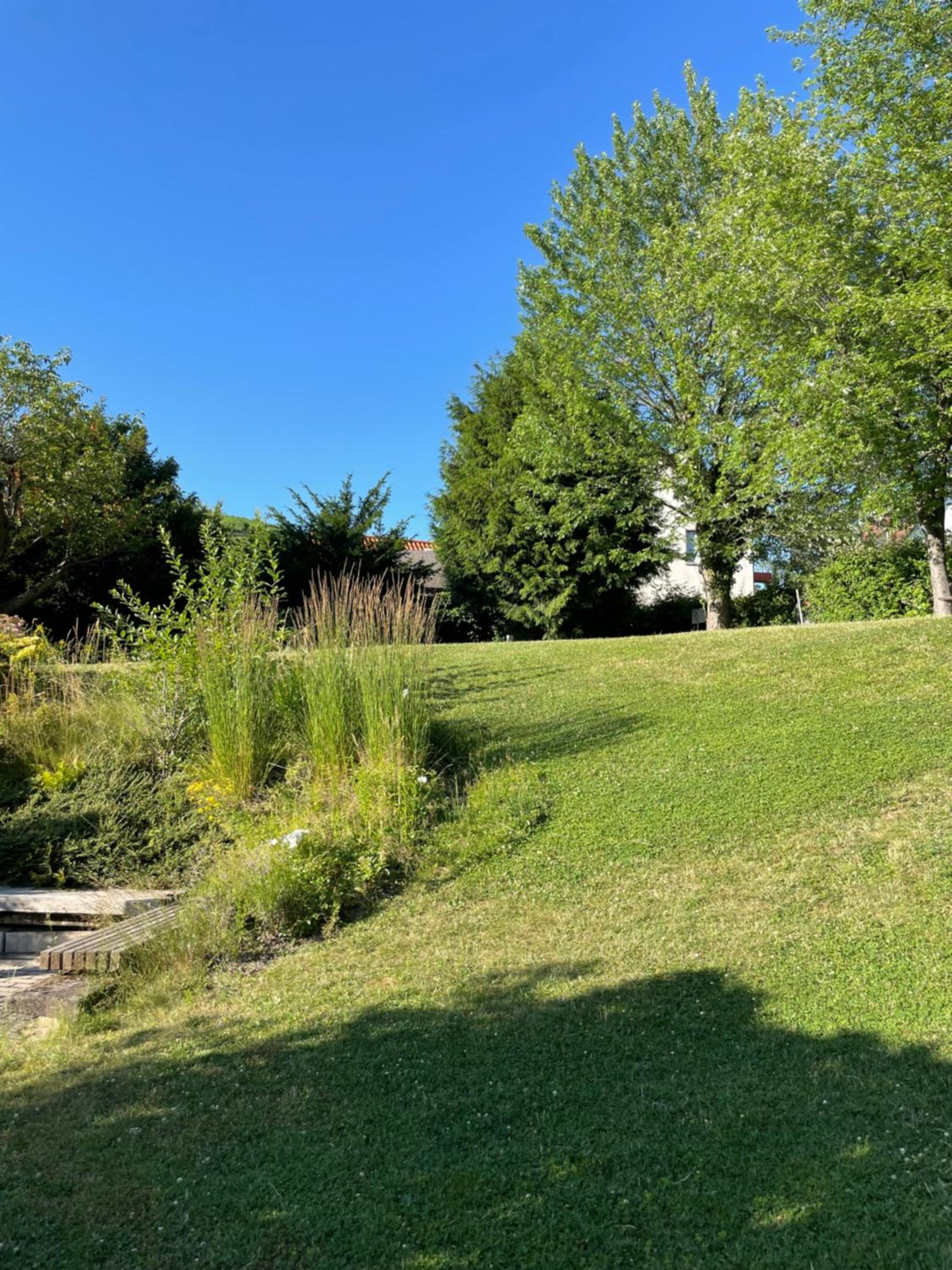 Фото Grüner Baum