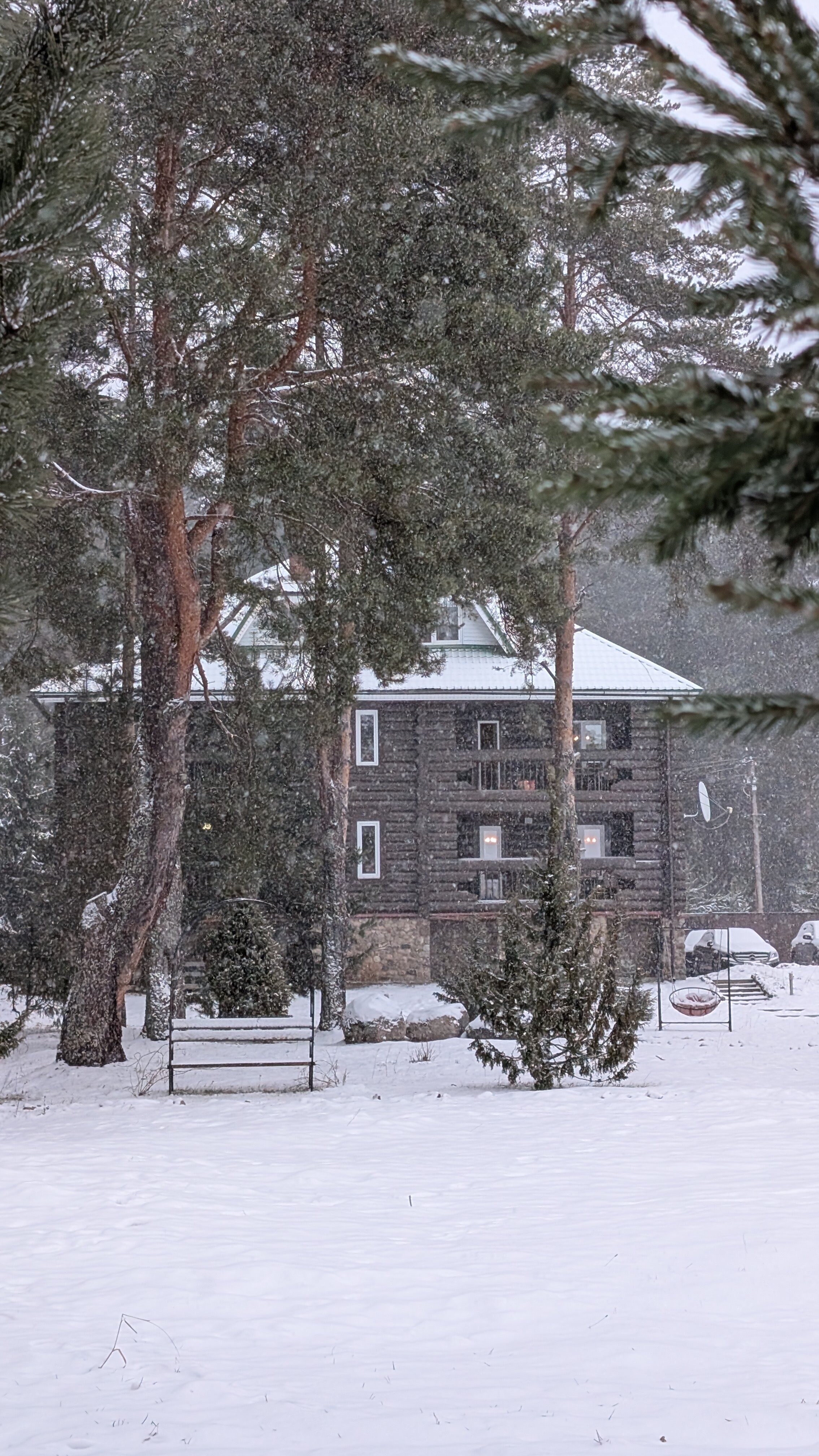 Фото Можжевеловый бор
