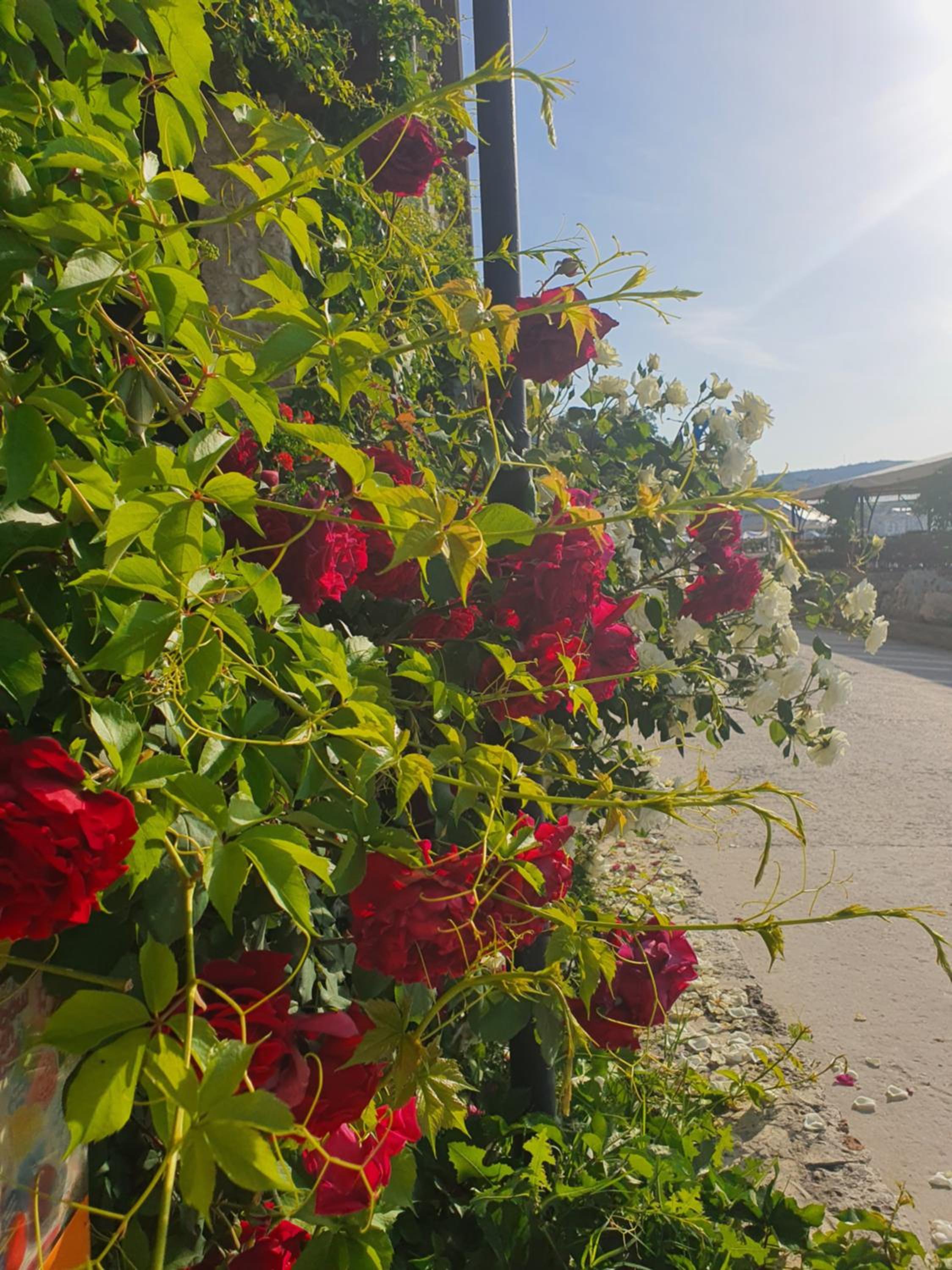 Фото Hotel Regina Maria & SPA