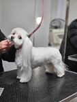 Zhusten (Leninsky Avenue, 36), salón de mascota, peluquería de animales