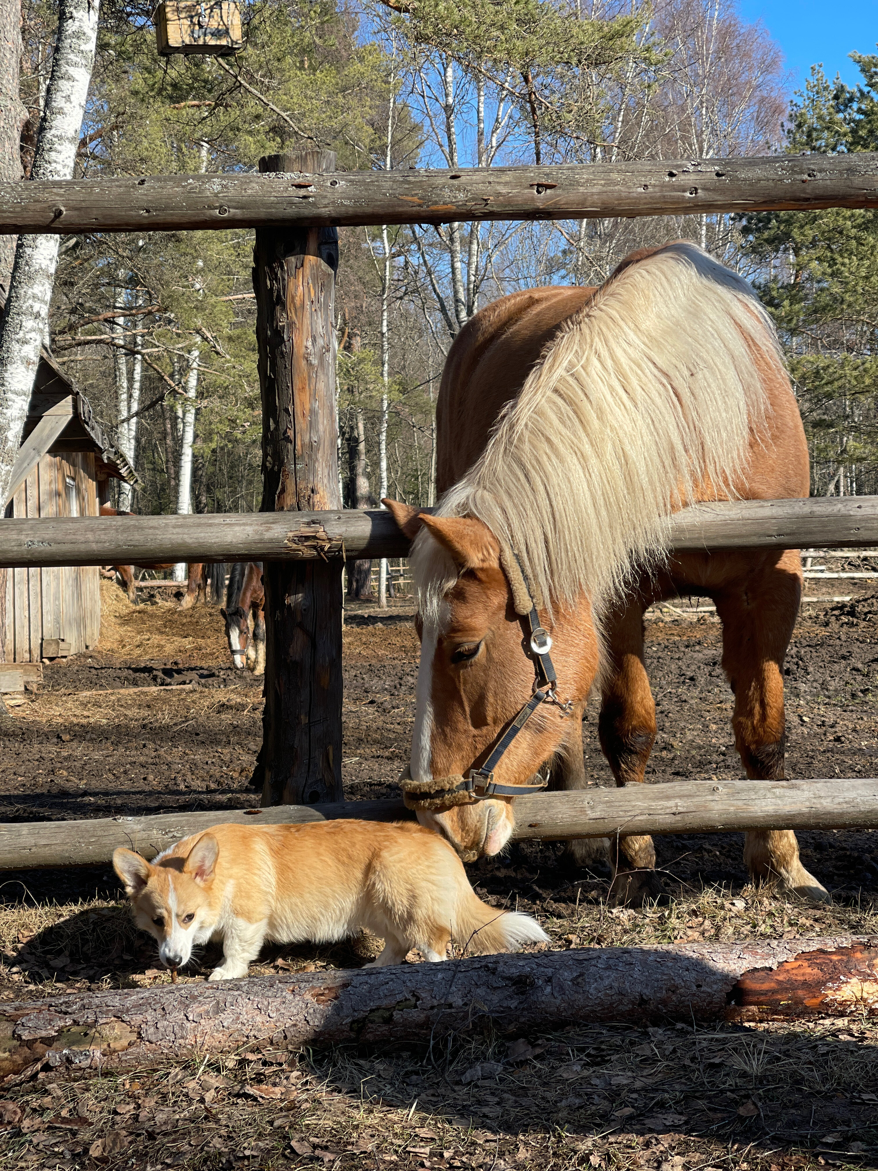 Фото Верхнее Никольское