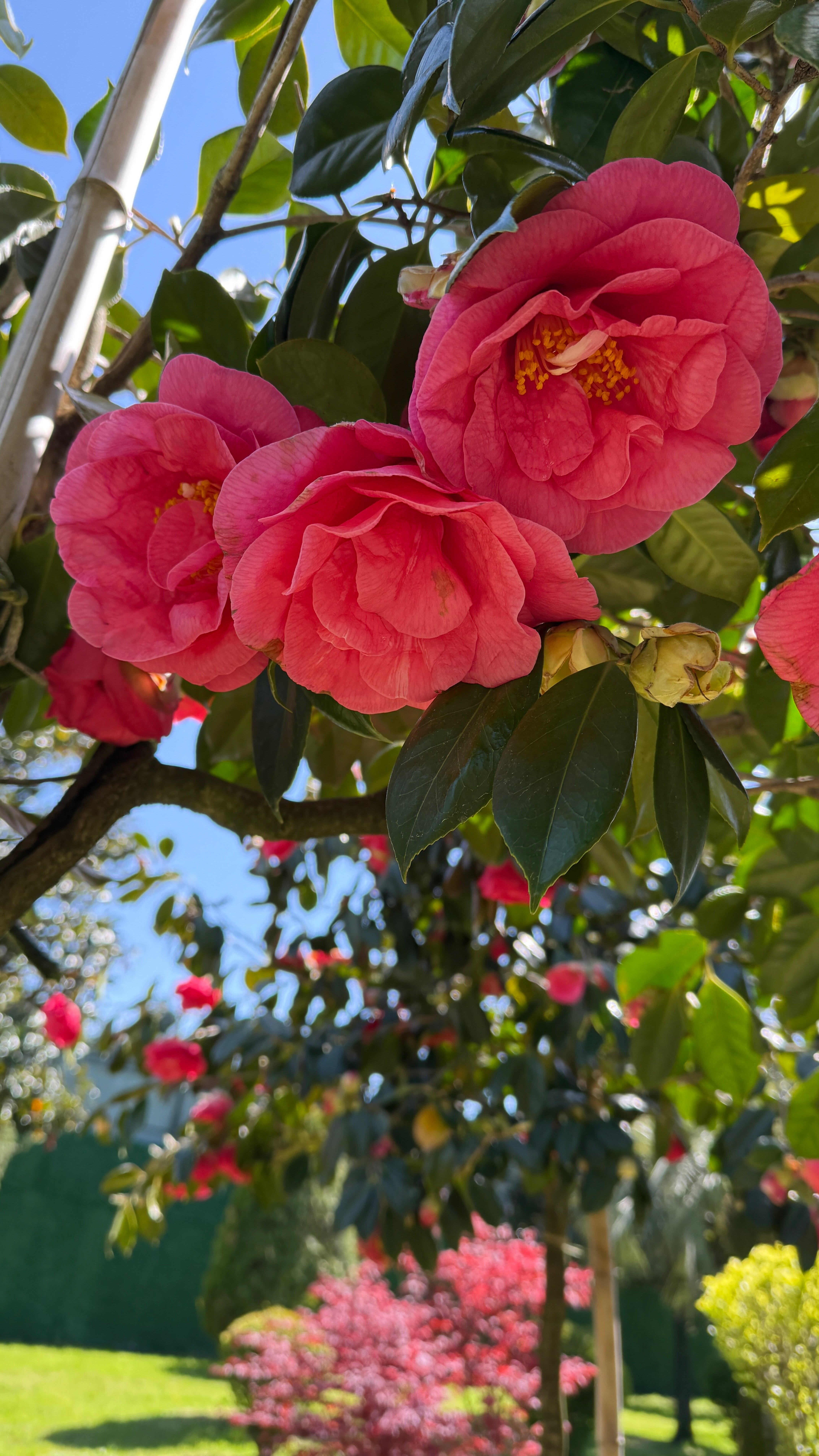 Фото Alliance Palace Batumi