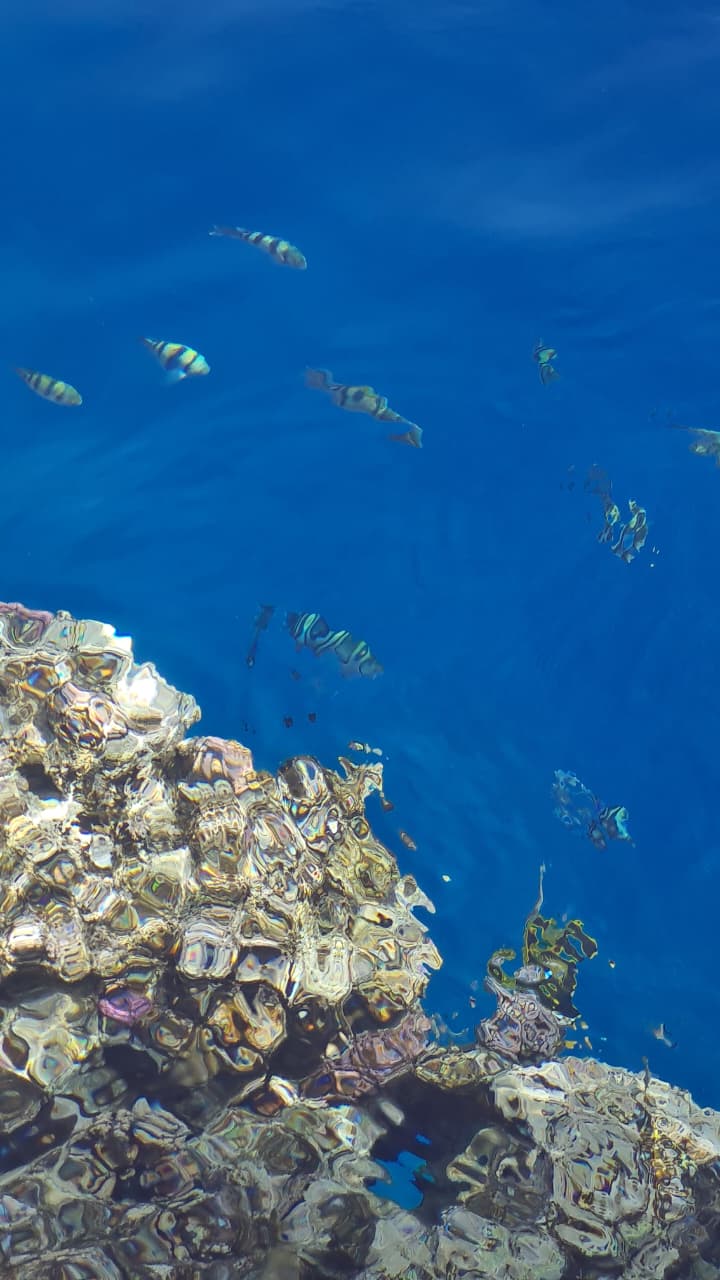 Фото Dreams Beach Resort Sharm El Sheikh