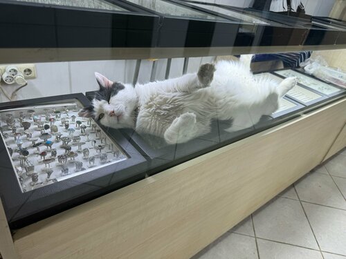 Karadeniz Gümüş Fotoğraf 3