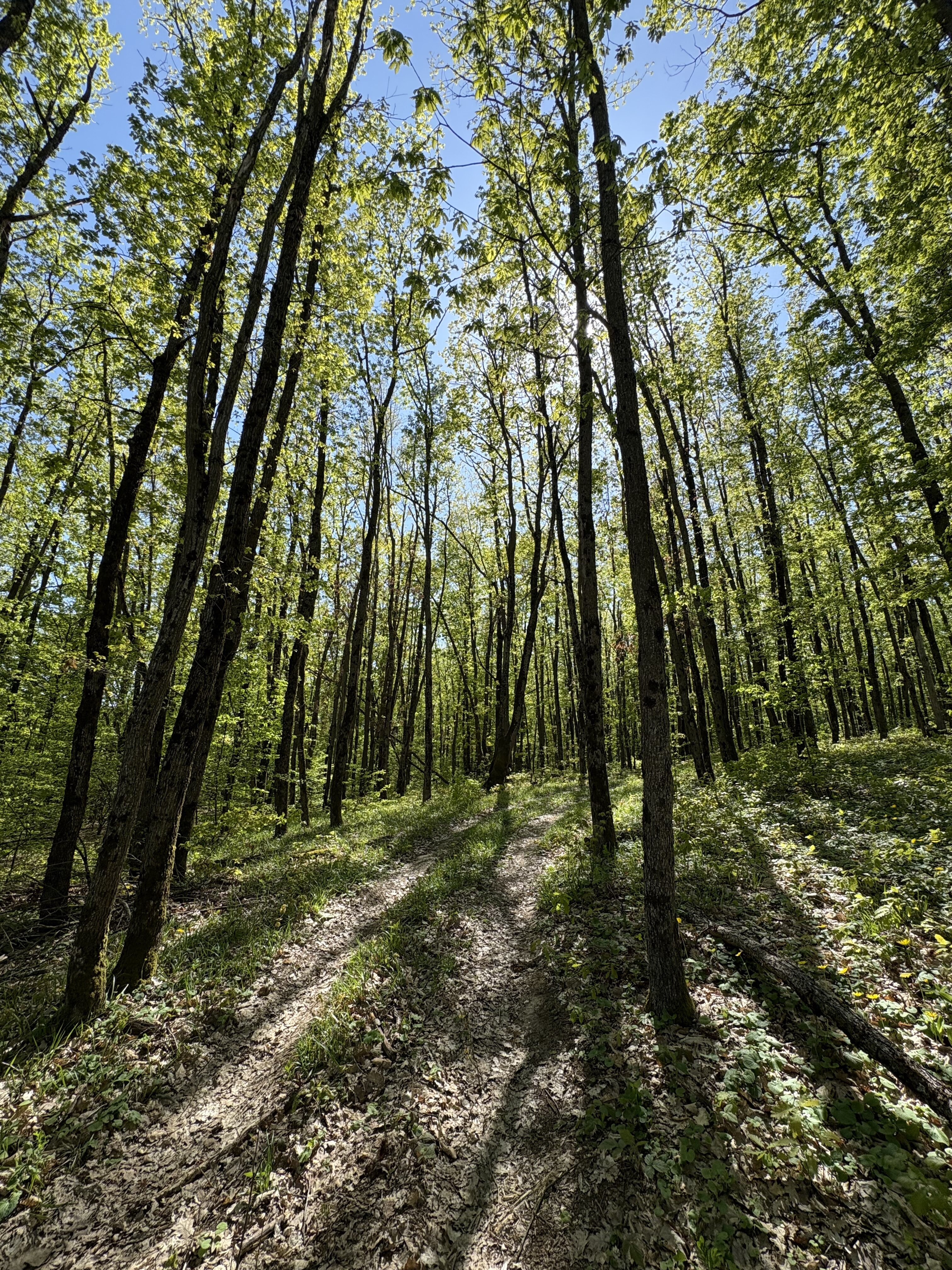 Фото Лес Азовская