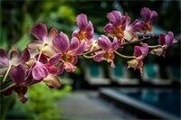 Фото La Residence WatBo Hotel