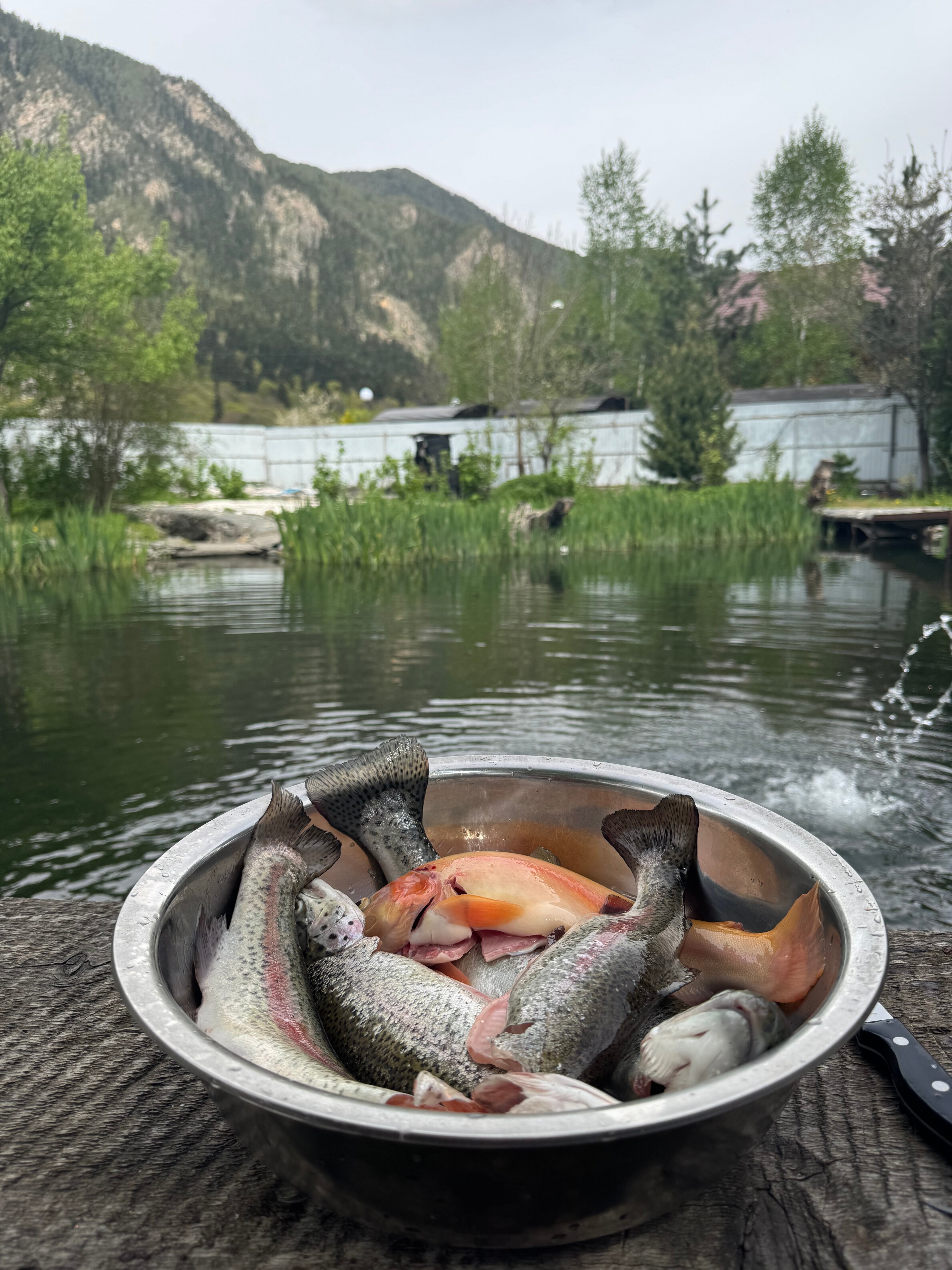 Фото Кипрей