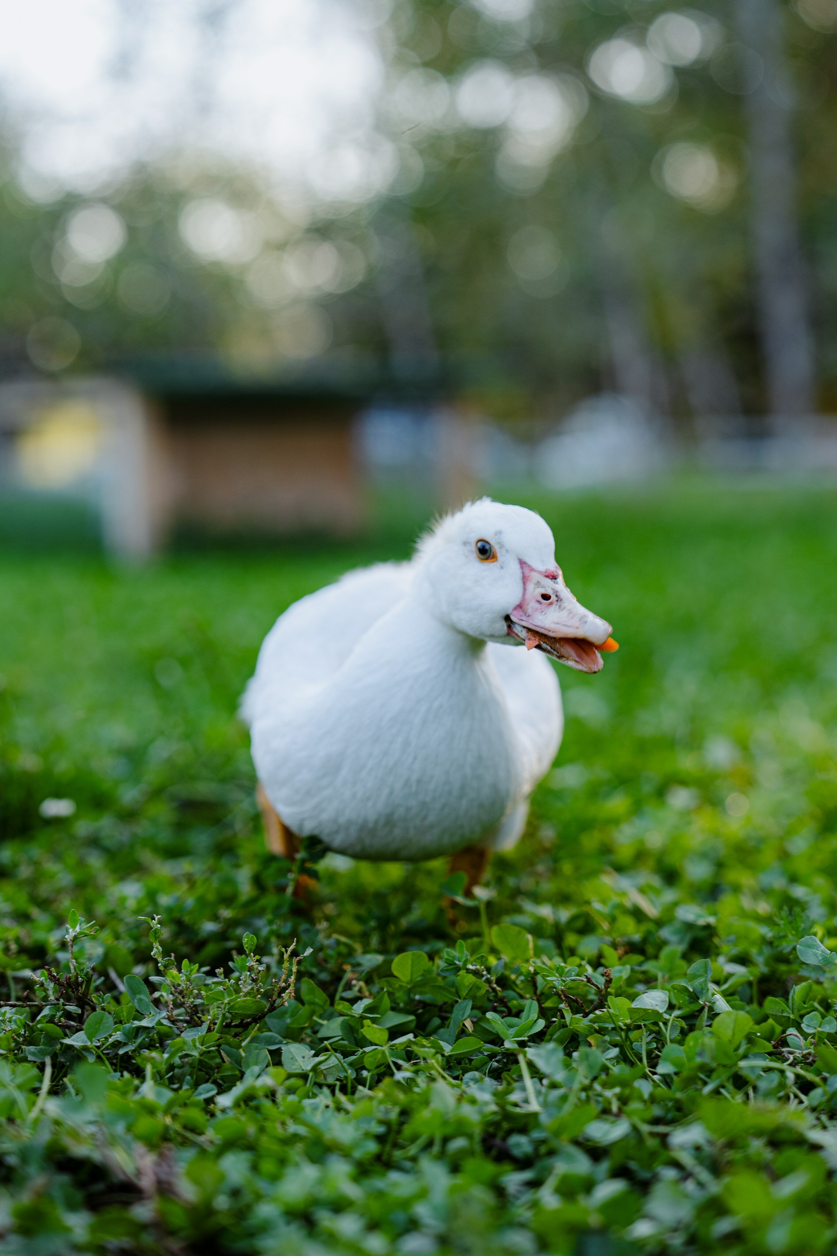 Фото Пара Альпак