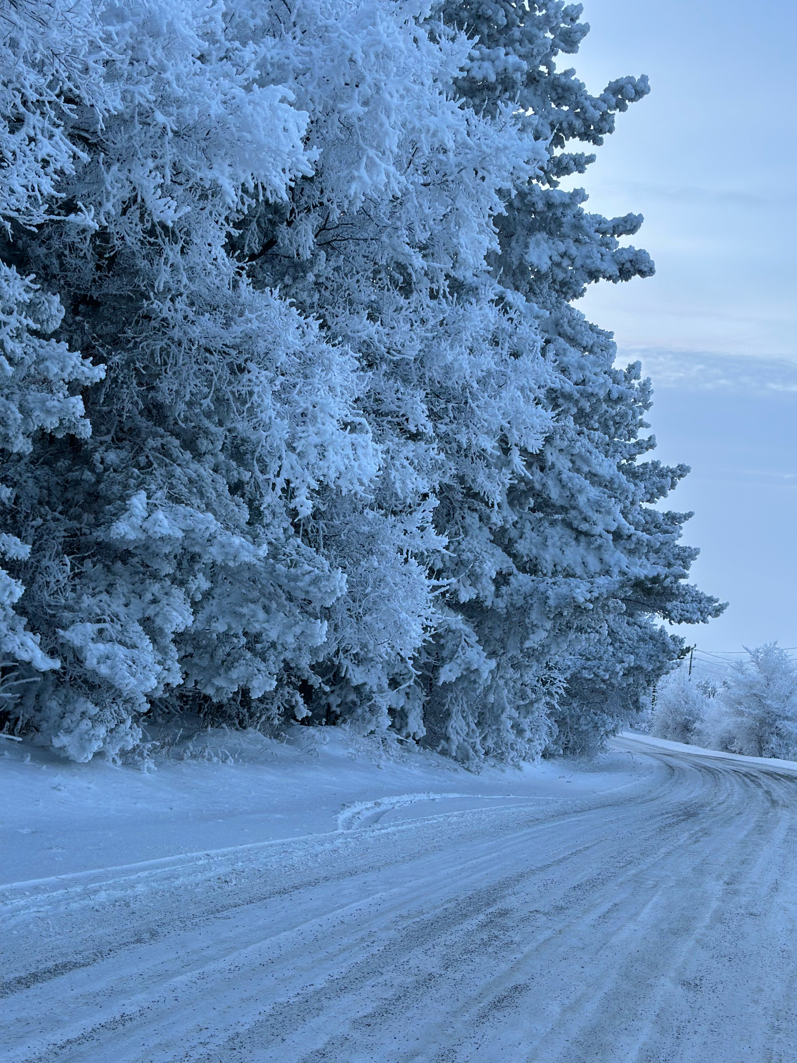 Фото Сосновый бор